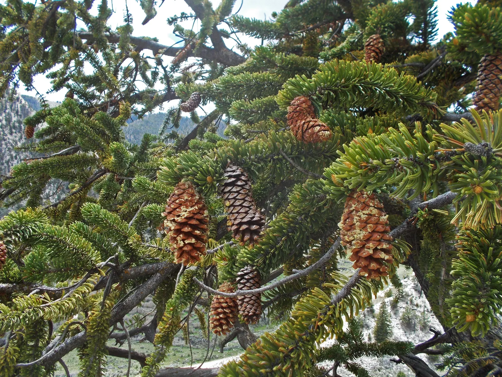 Bristlecone Pine (Pinus Longaeva) — with needles that can persist for 40 years