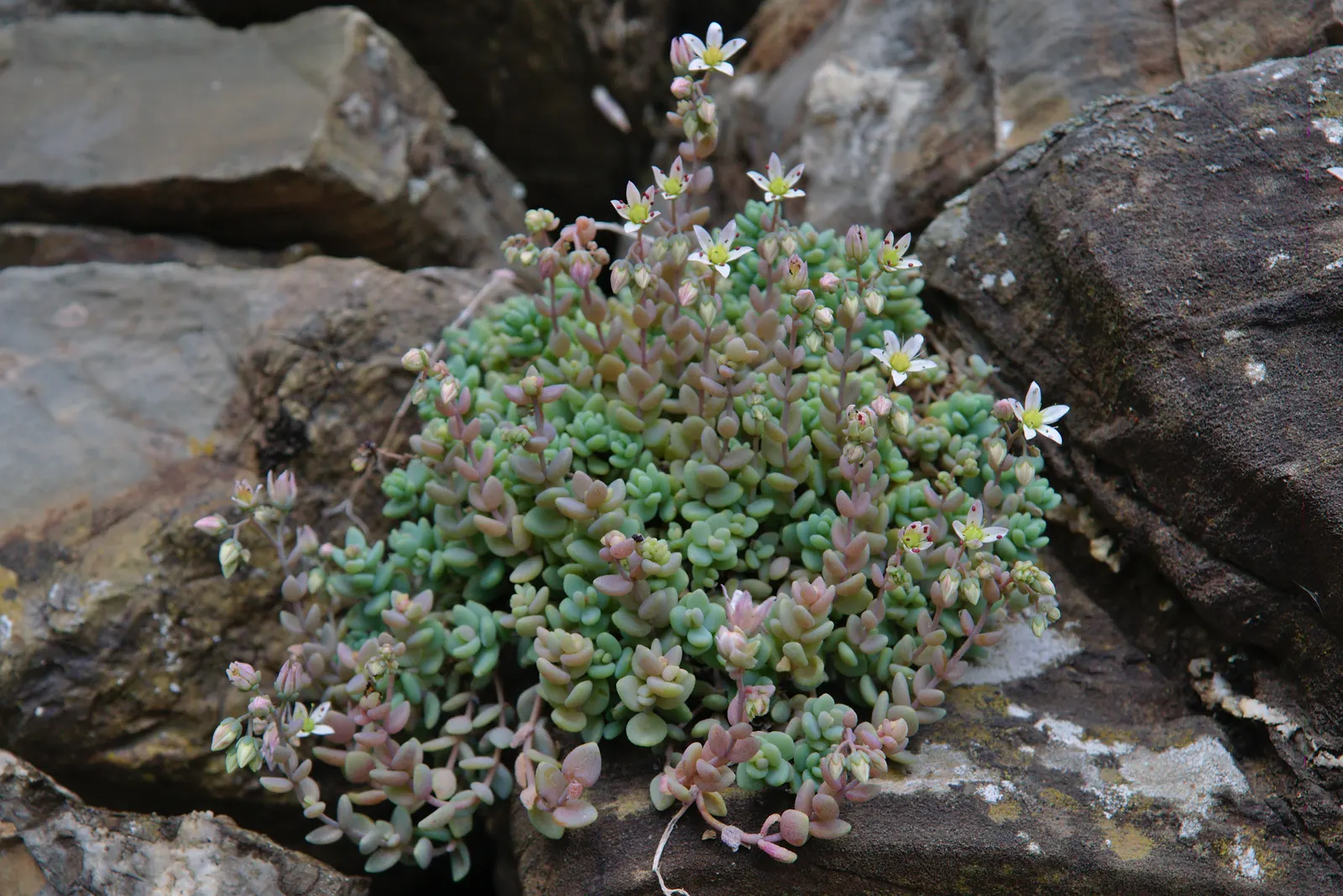 Corsican Stonecrop (Sedum Dasyphyllum 'Minor') — In early summer, it blooms with white, star-shaped flowers, adding a dash of contrast