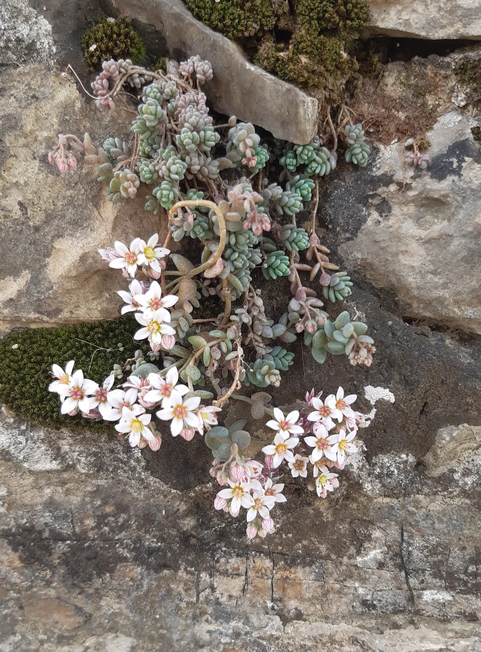 Corsican Stonecrop (Sedum Dasyphyllum 'Minor') — ground-hugging form making it ideal for rock gardens