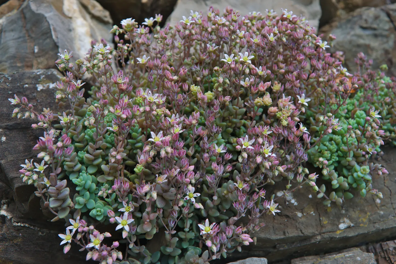 Corsican Stonecrop (Sedum Dasyphyllum 'Minor') — Hardy and drought-tolerant, it thrives in USDA zones 5 through 9