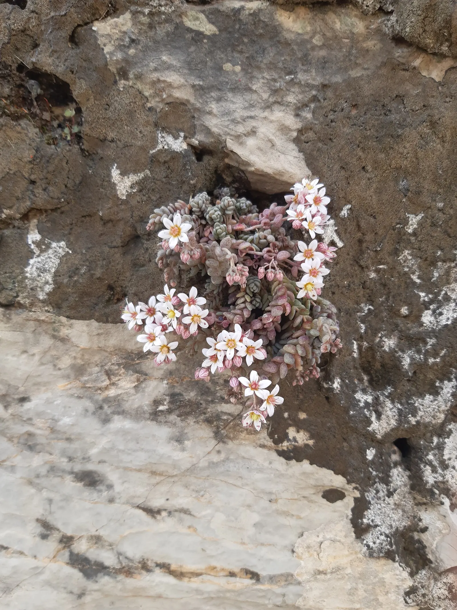 Corsican Stonecrop (Sedum Dasyphyllum 'Minor') — making it ideal for rock gardens