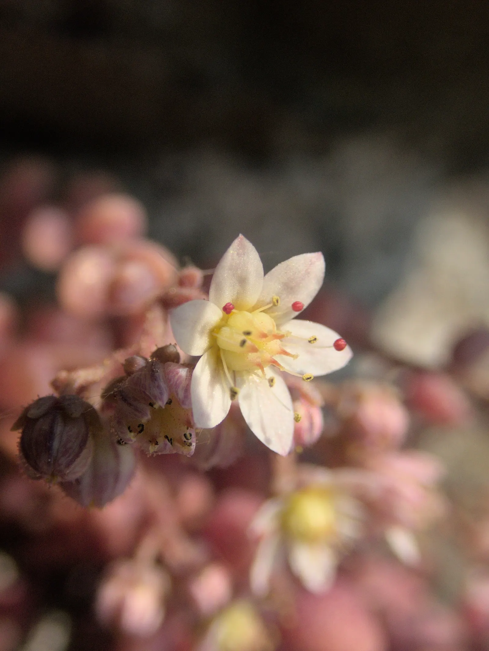 Corsican Stonecrop (Sedum Dasyphyllum 'Minor') — Its spreading habit reaches up to 3 inches tall and 24 inches wide