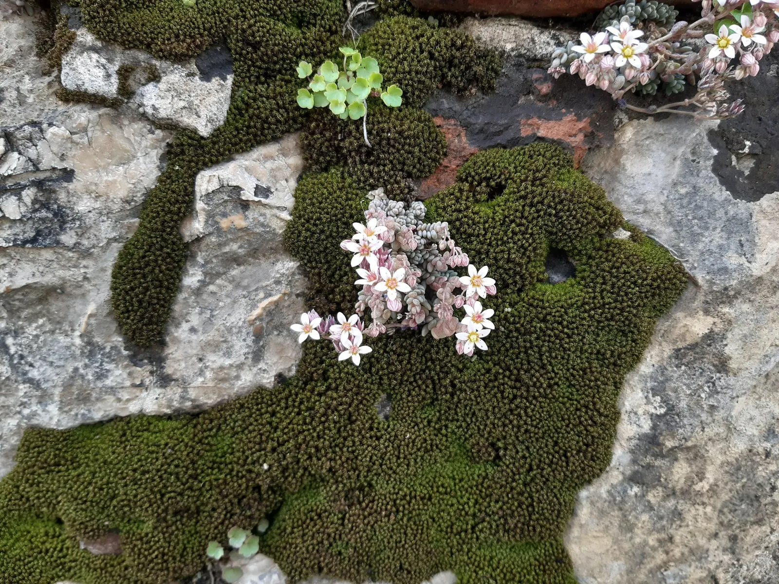 Corsican Stonecrop (Sedum Dasyphyllum 'Minor') — is a delicate yet hardy succulent that brings a tapestry of color and texture to any landscape design