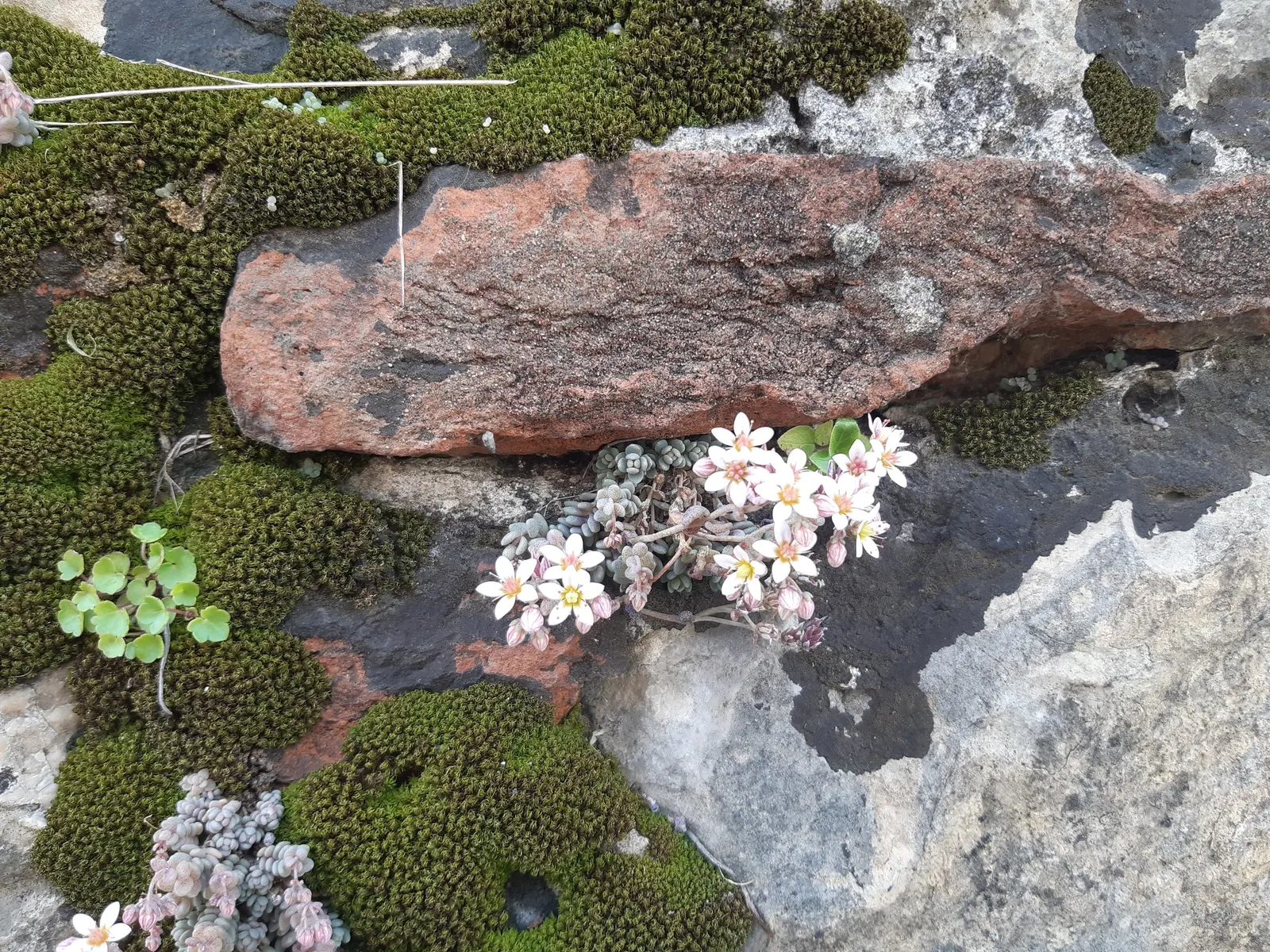 Corsican Stonecrop (Sedum Dasyphyllum 'Minor') — and green roofs where it can create a natural