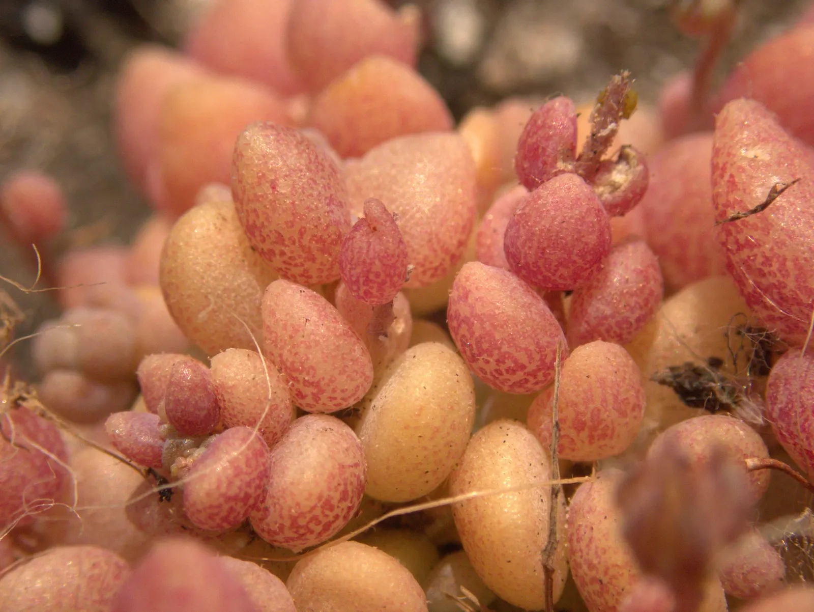 Corsican Stonecrop (Sedum Dasyphyllum 'Minor') — round leaves that are a soft blue-green hue