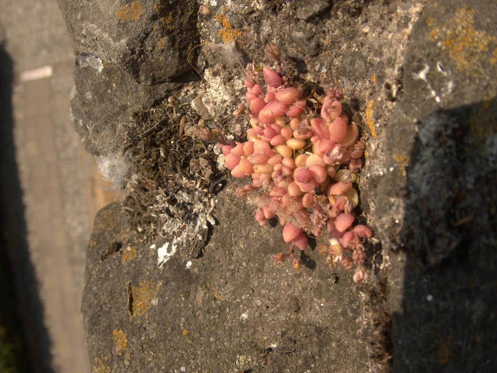 Corsican Stonecrop (Sedum Dasyphyllum 'Minor') — living carpet.<br><br>Sedum dasyphyllum 'Minor' boasts tiny
