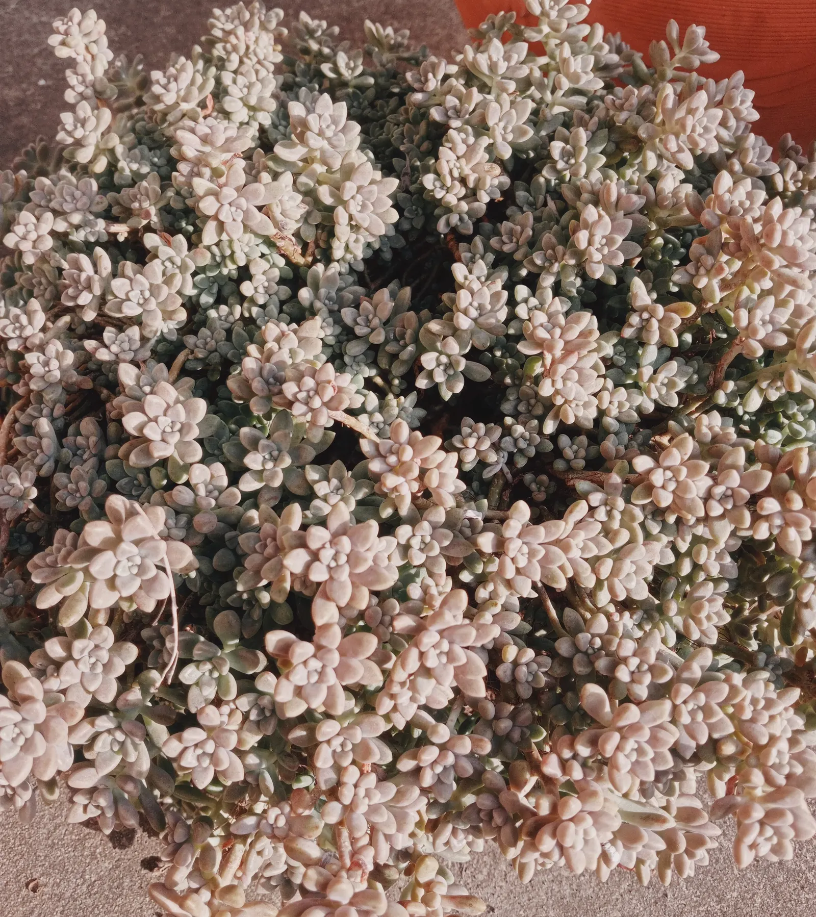 Corsican Stonecrop (Sedum Dasyphyllum 'Minor') — tiny bluish-green foliage that becomes tinged with purple in full sun