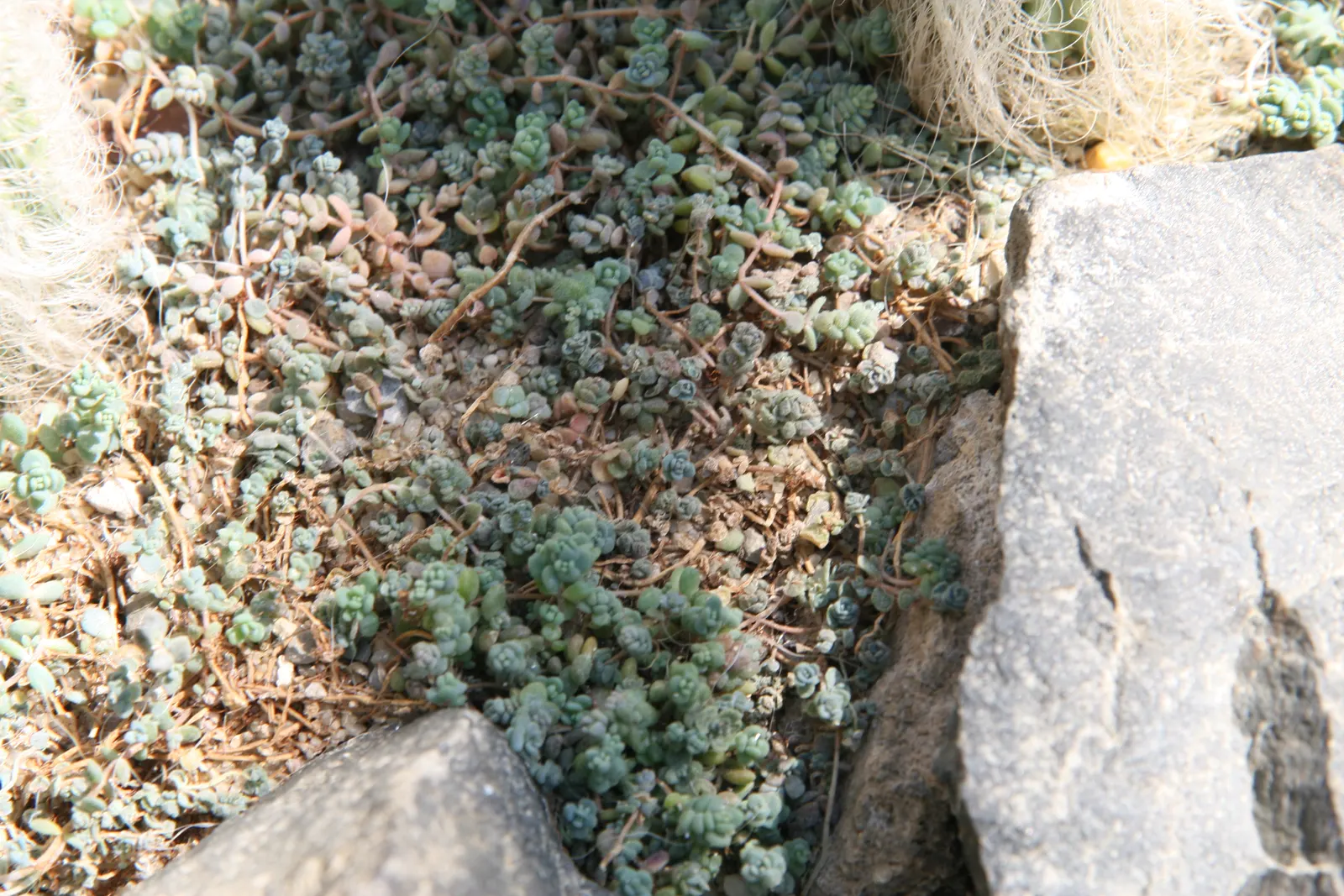 Corsican Stonecrop (Sedum Dasyphyllum 'Minor') — scientifically known as Sedum dasyphyllum 'Minor'