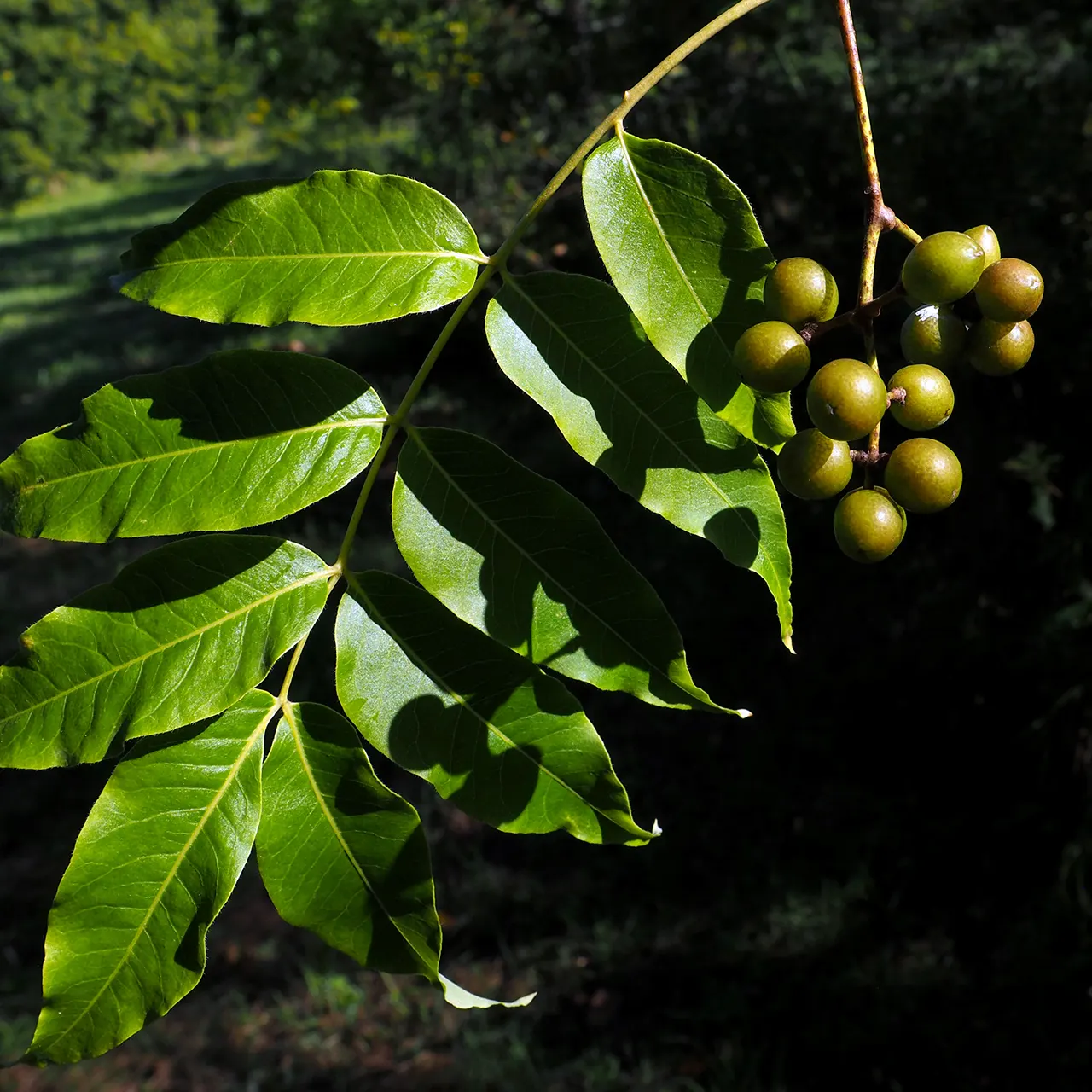 Amur Cork Tree (Phellodendron Amurense) — Valued for its ornamental appeal; caution: It's potentially invasive with prolific berry production that birds