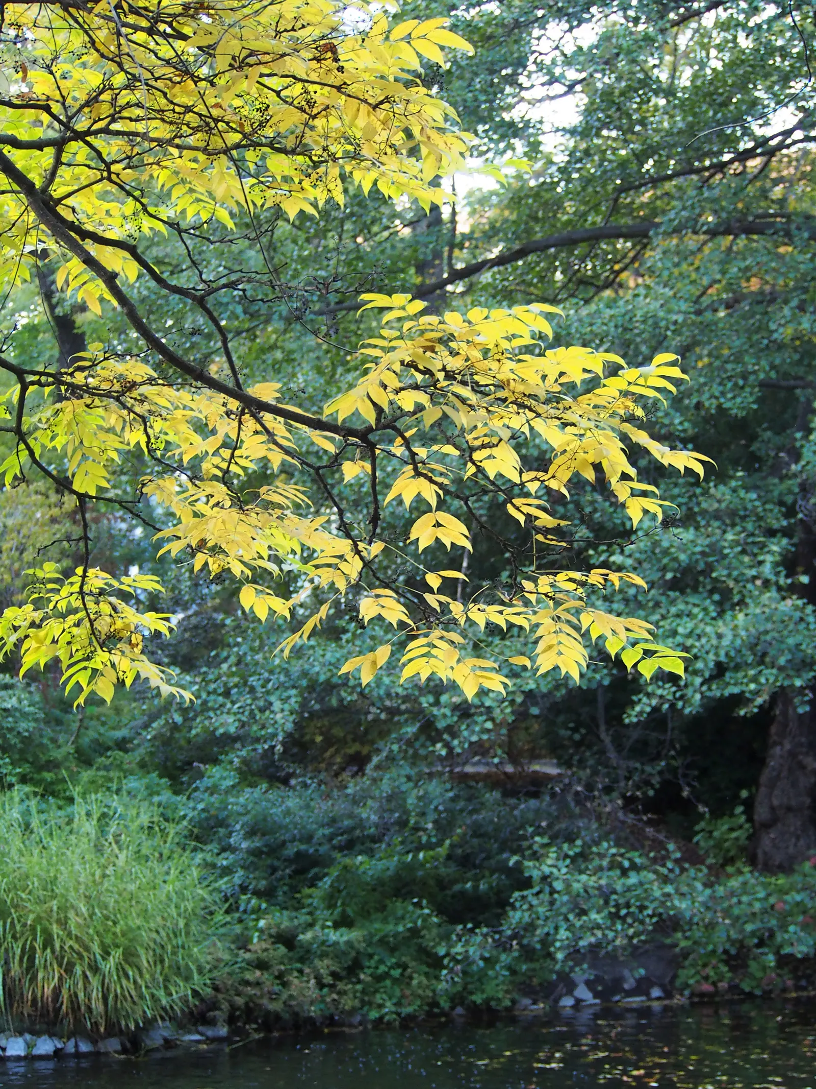 Amur Cork Tree (Phellodendron Amurense) — offering unique textural interest throughout the year; golden-yellow come autumn