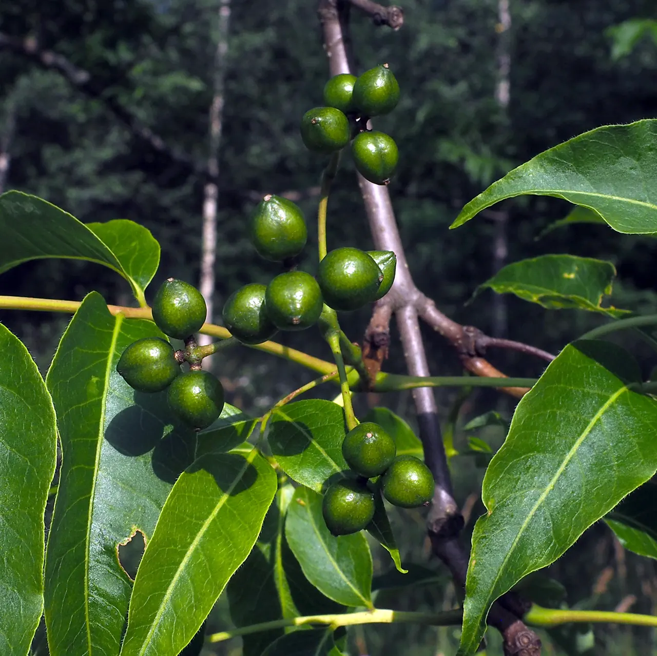 Amur Cork Tree (Phellodendron Amurense) — each up to 15 inches long
