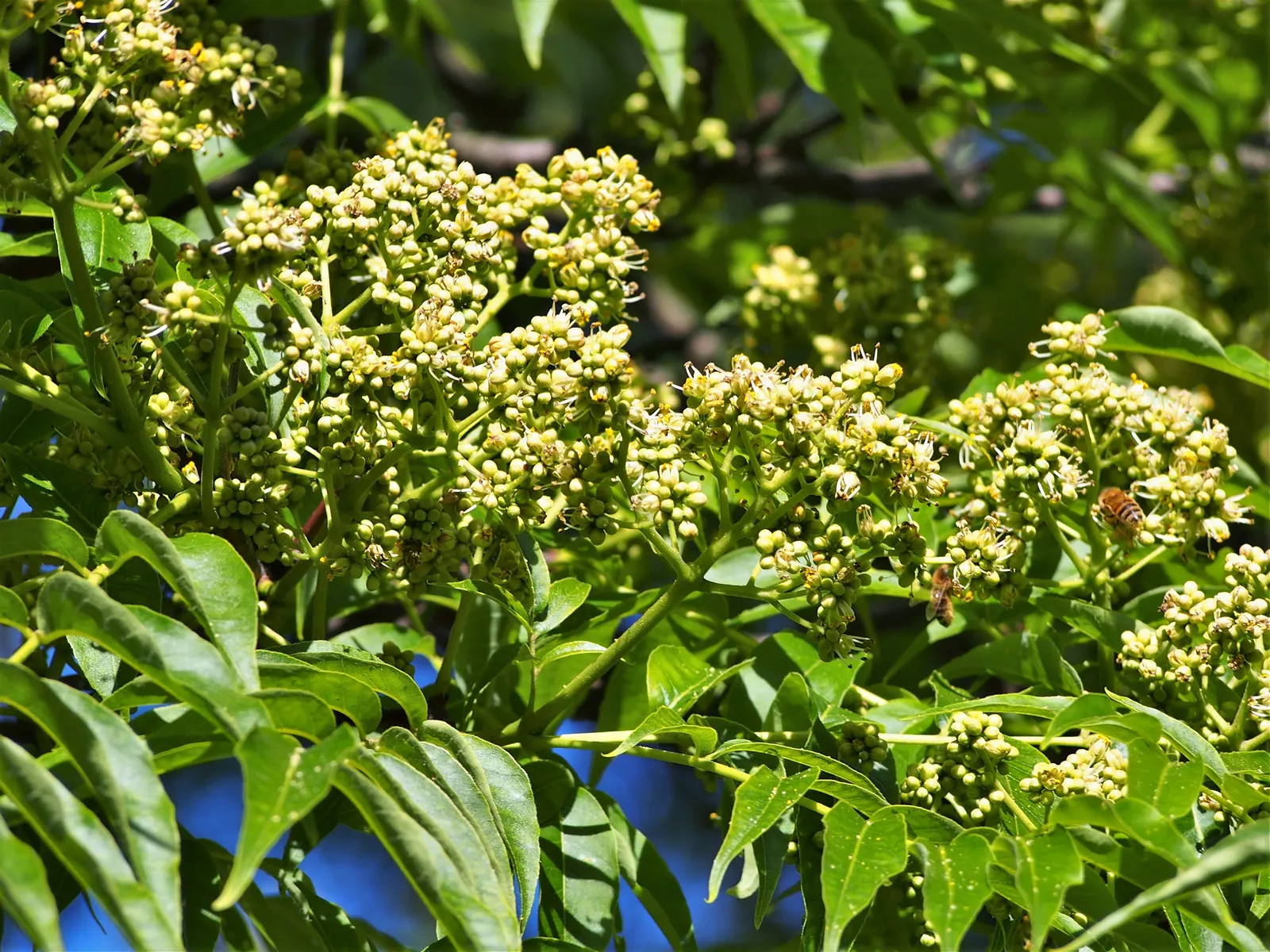 Amur Cork Tree (Phellodendron Amurense) — It's also relatively resistant to pests and diseases.<br><br>While this species is dioecious; tree with green and