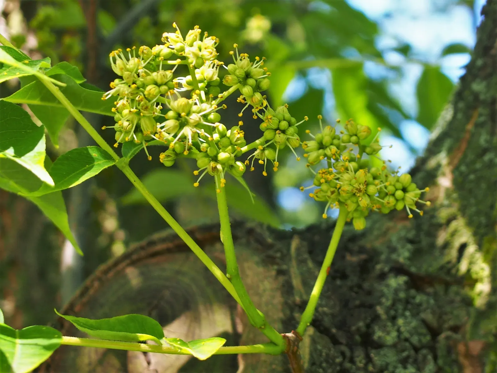 Amur Cork Tree (Phellodendron Amurense) — Valued for its ornamental appeal