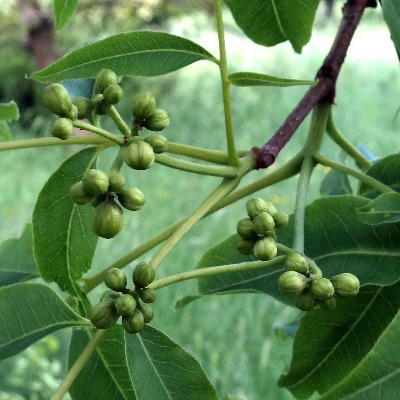 Amur Cork Tree (Phellodendron Amurense) — It's also relatively resistant to pests and diseases.<br><br>While this species is dioecious