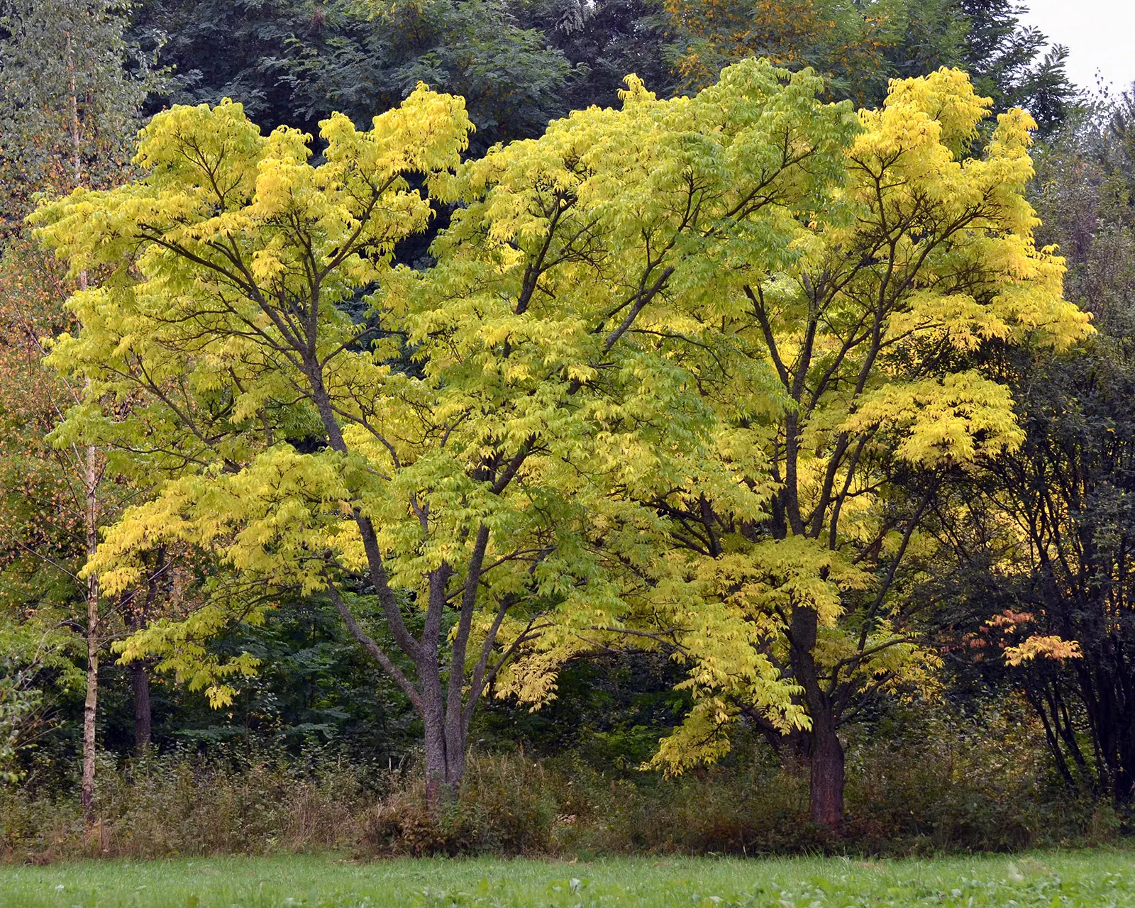 Amur Cork Tree (Phellodendron Amurense) — tree for full or half