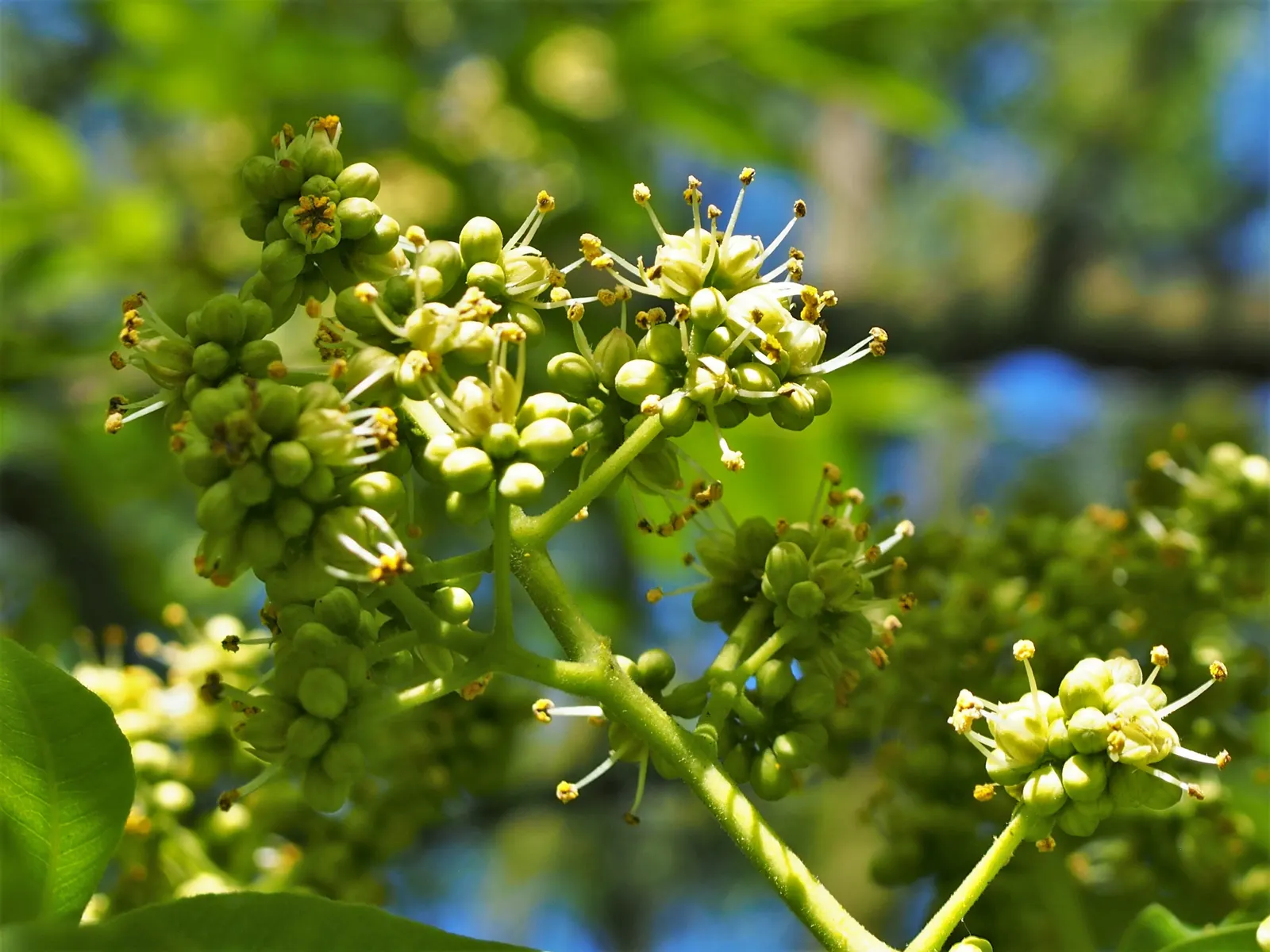 Amur Cork Tree (Phellodendron Amurense) — Phellodendron amurense is a hardy choice; celebrated for its ornamental qualities and adaptability in various