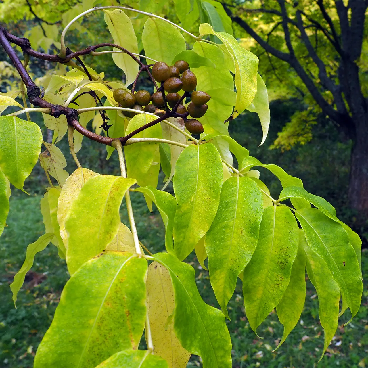 Amur Cork Tree (Phellodendron Amurense) — ensuring ample space for its expansive growth