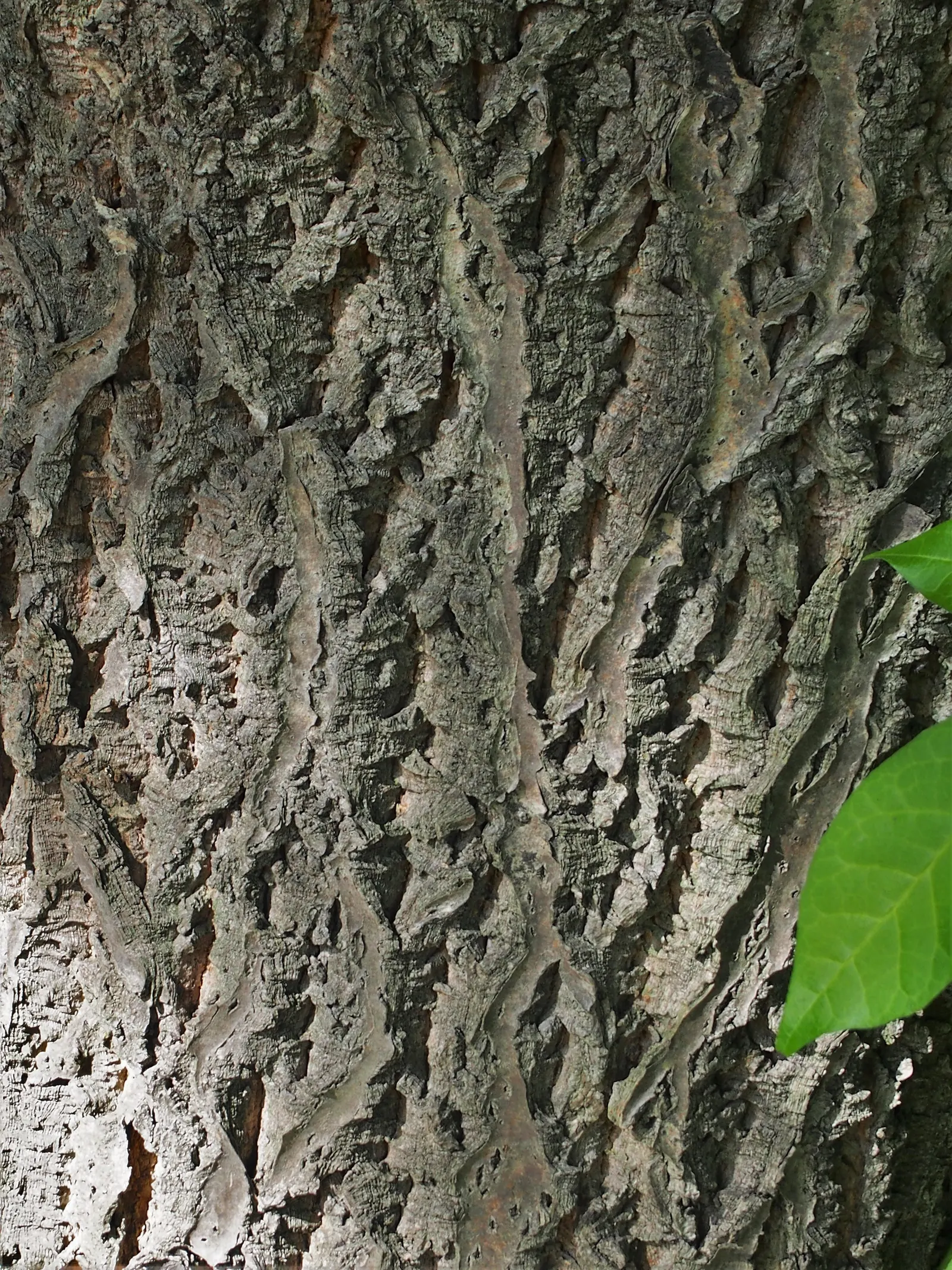 Amur Cork Tree (Phellodendron Amurense) — Prefers full sun to partial shade in well-drained soils