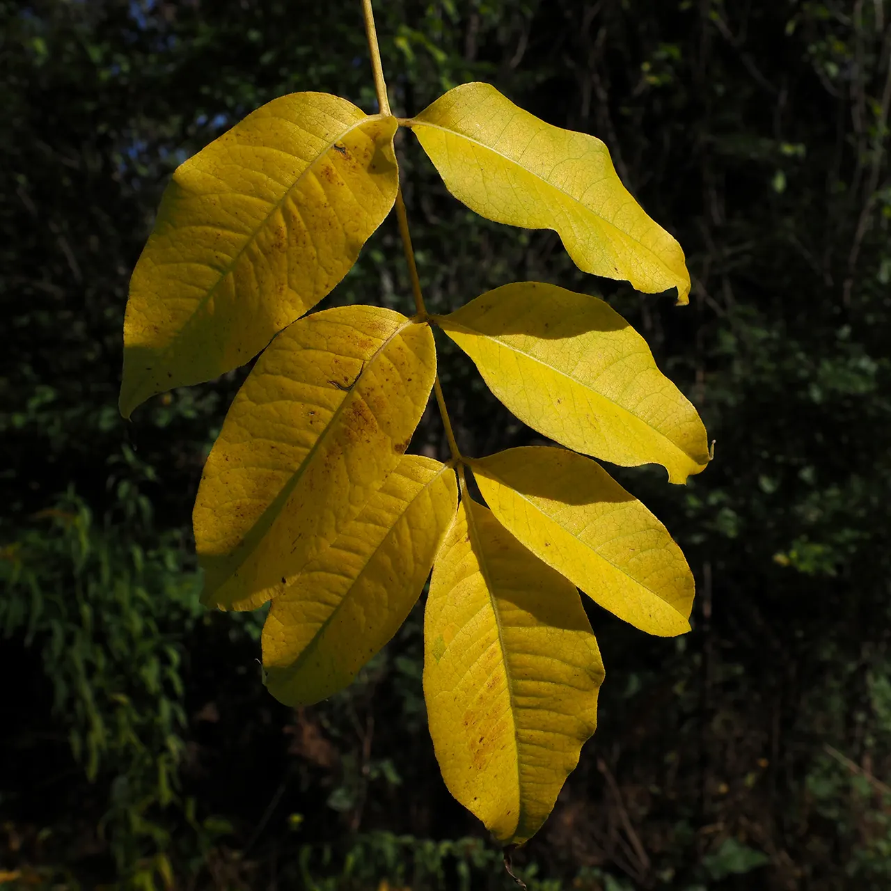 Amur Cork Tree (Phellodendron Amurense) — imposing silhouette to your garden's profile.<br><br>The tree's bark is a notable feature - thick