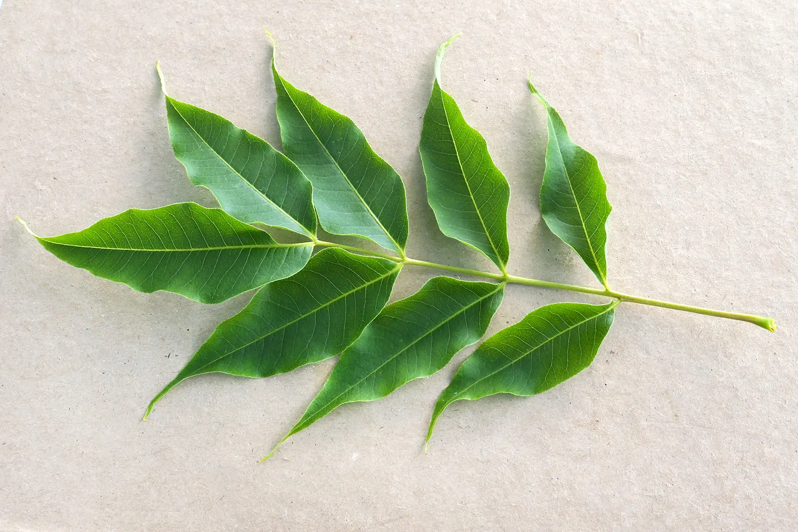 Amur Cork Tree (Phellodendron Amurense) — imposing silhouette to your garden's profile.<br><br>The tree's bark is a notable feature - thick; lending a