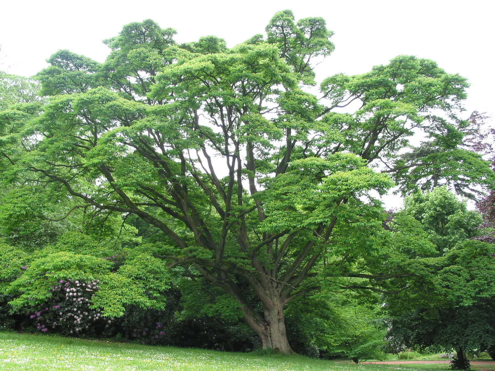 Amur Cork Tree (Phellodendron Amurense) — In the spring to early summer