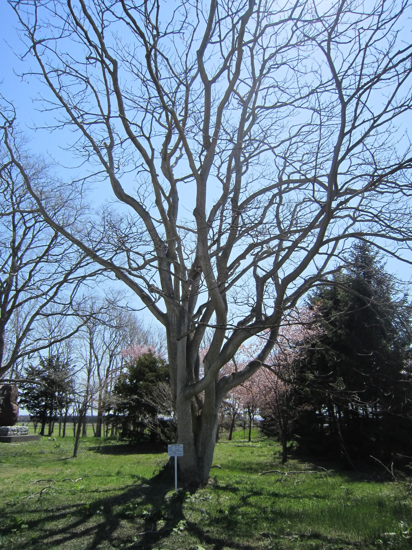 Amur Cork Tree (Phellodendron Amurense) — celebrated for its ornamental qualities and adaptability in various landscape designs