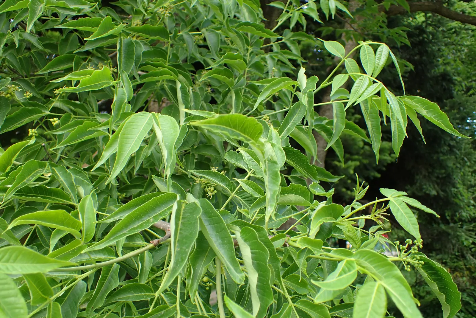 Amur Cork Tree (Phellodendron Amurense) — It serves well as a shade tree, street tree, or as a stately specimen in a large open area