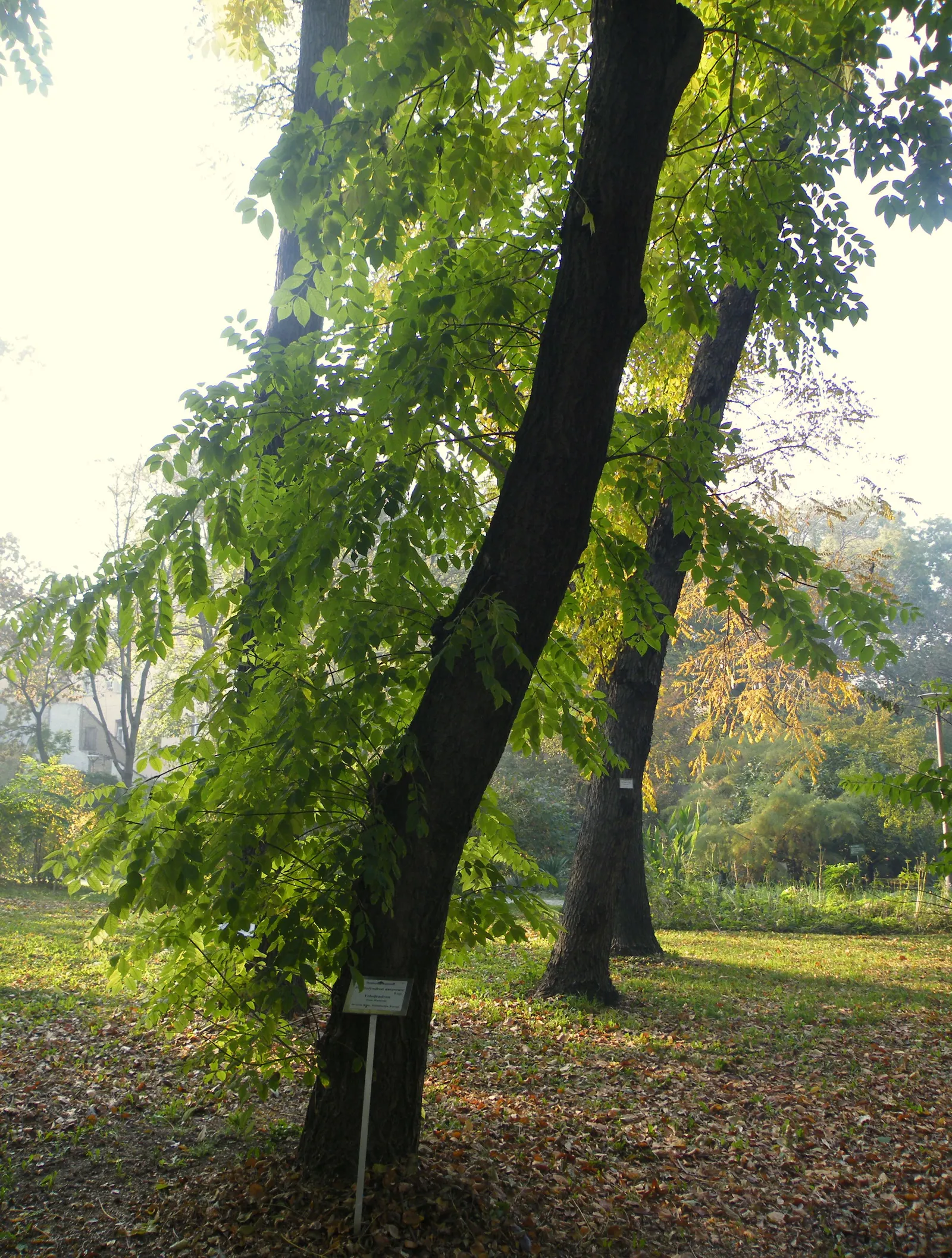 Amur Cork Tree (Phellodendron Amurense) — golden-yellow come autumn; with separate male and female plants