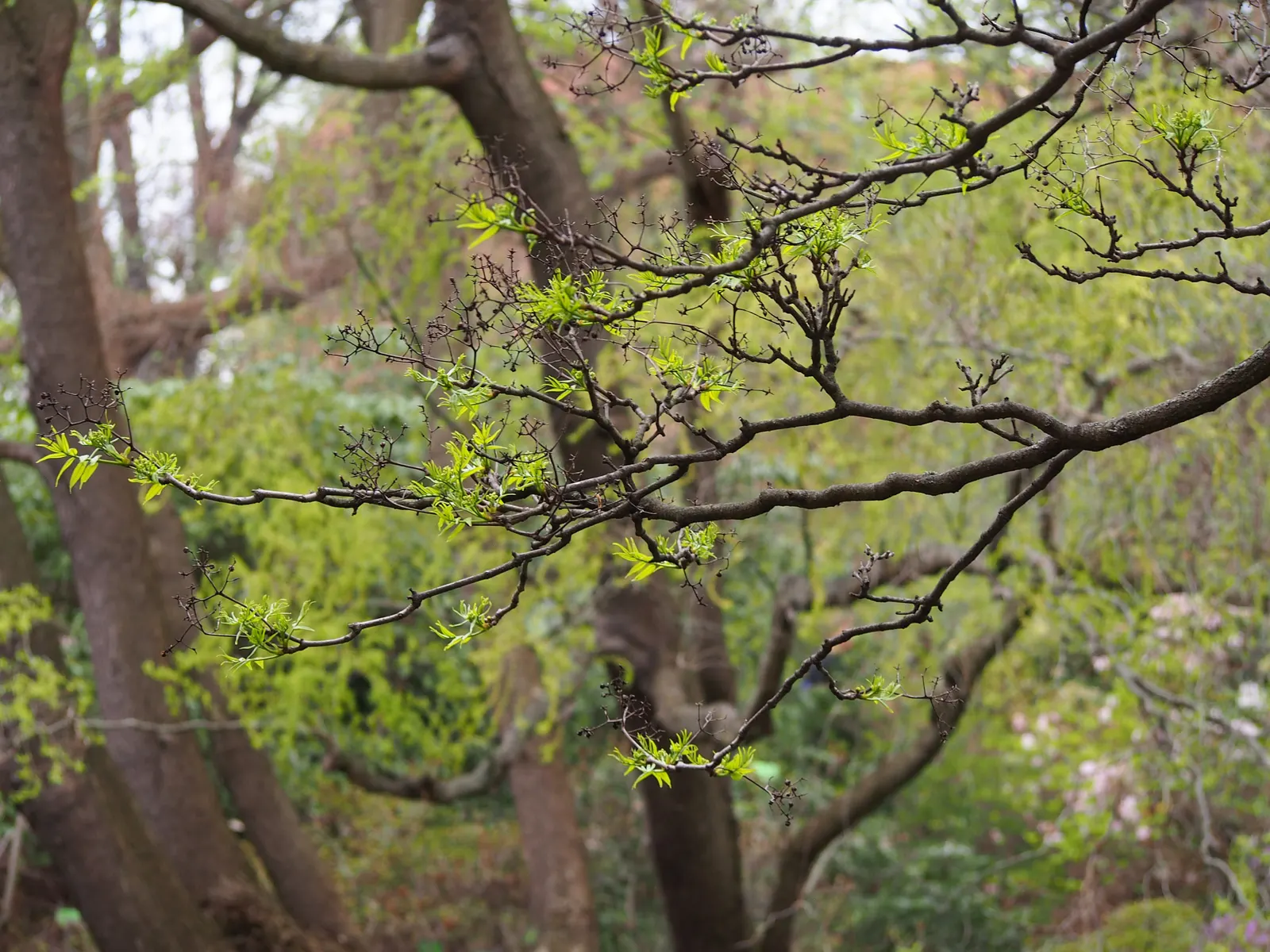 Amur Cork Tree (Phellodendron Amurense) — tree with green and yellow blooms