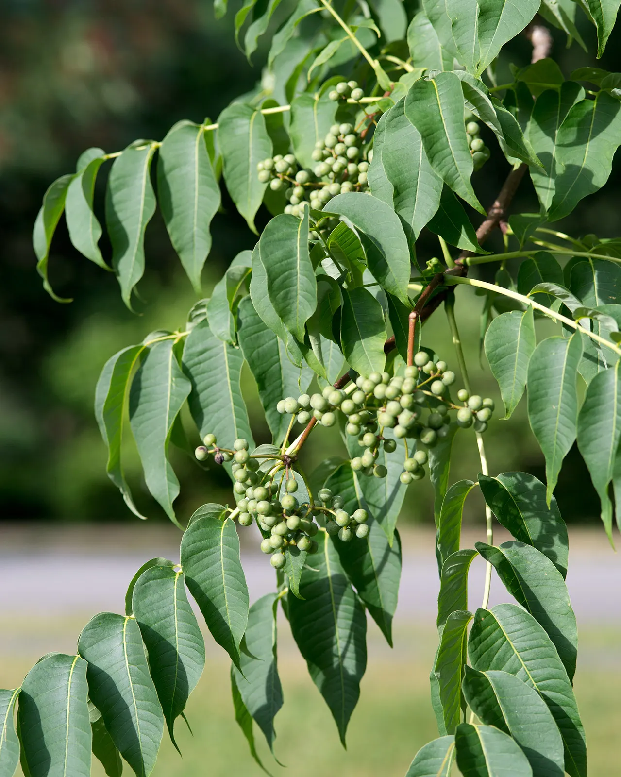 Amur Cork Tree (Phellodendron Amurense) — providing striking seasonal color.<br><br>In addition to its visual appeal