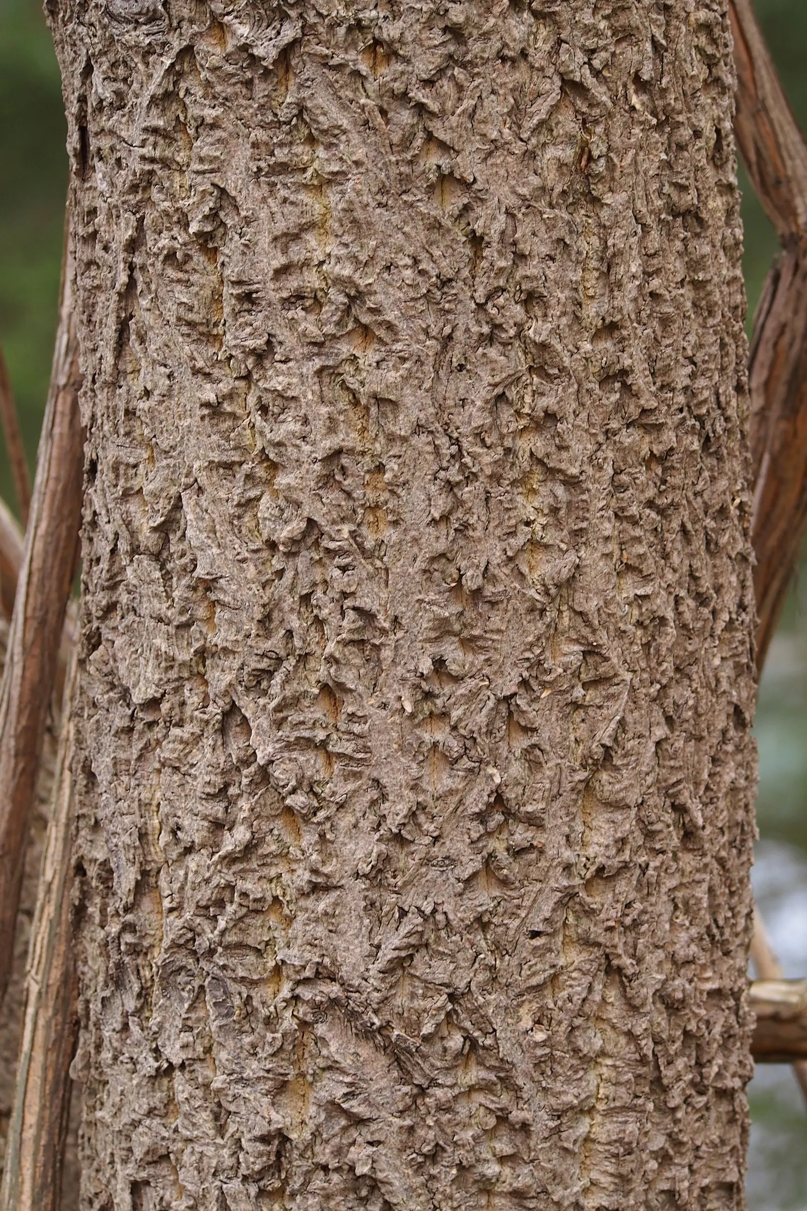 Amur Cork Tree (Phellodendron Amurense) — the Amur cork tree bears compound leaves; mature specimens reach heights of 35 to 45 feet with a canopy stretching 20