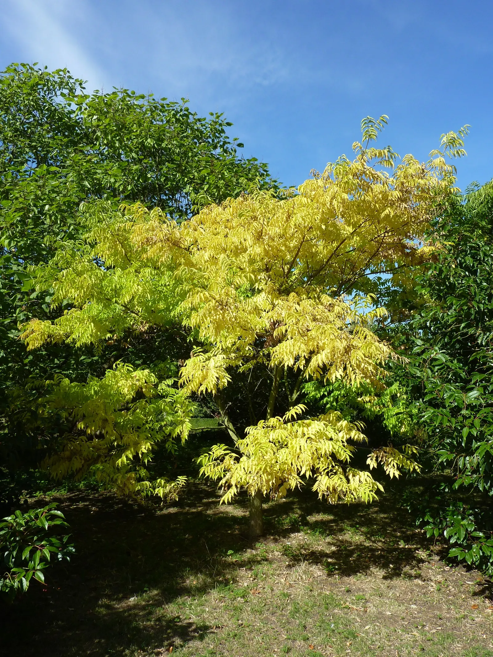 Amur Cork Tree (Phellodendron Amurense) — is a majestic deciduous species; imposing silhouette to your garden's profile.<br><br>The tree's bark is a notable