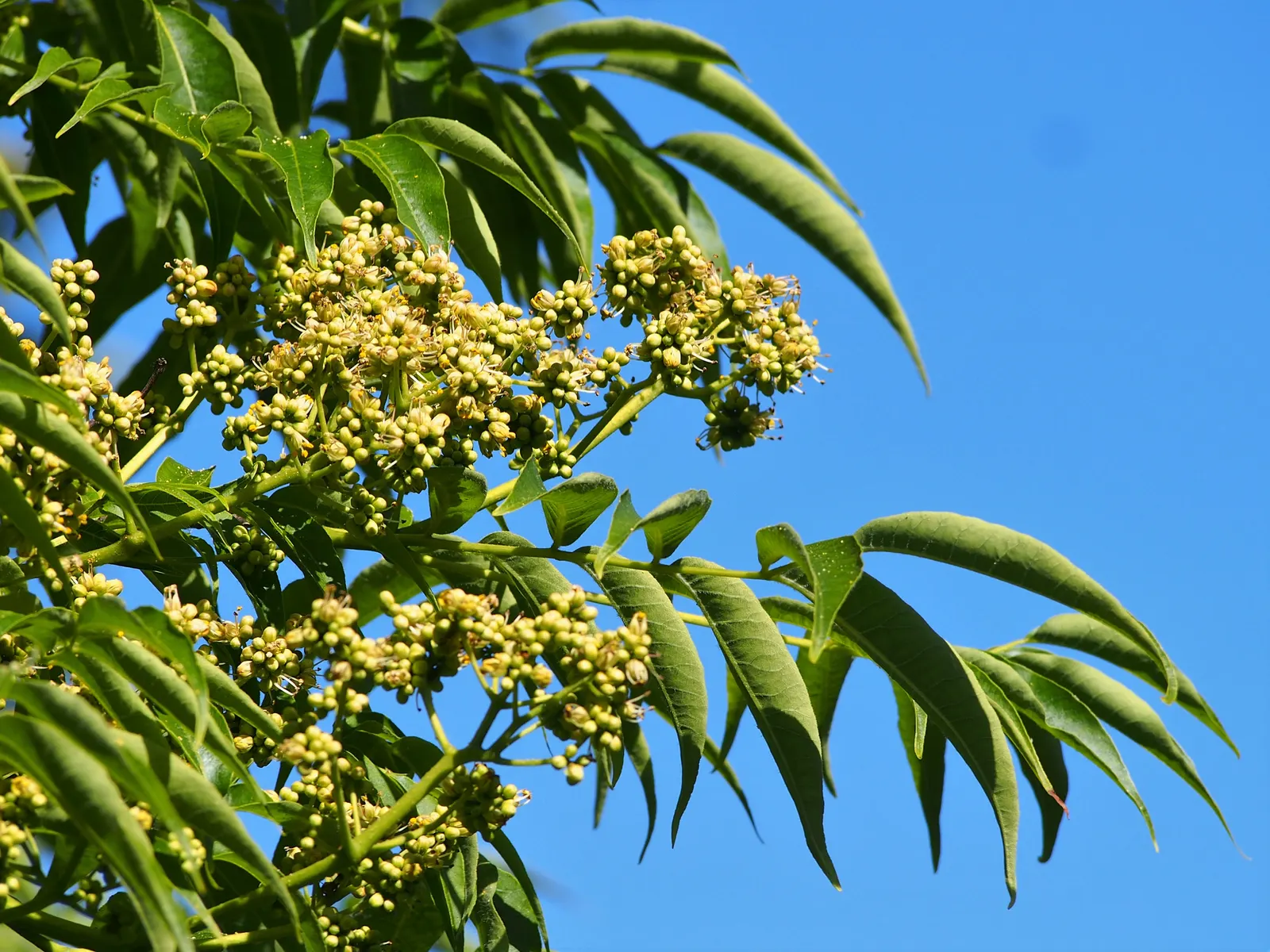 Amur Cork Tree (Phellodendron Amurense) — Caution: It's potentially invasive with prolific berry production that birds disperse
