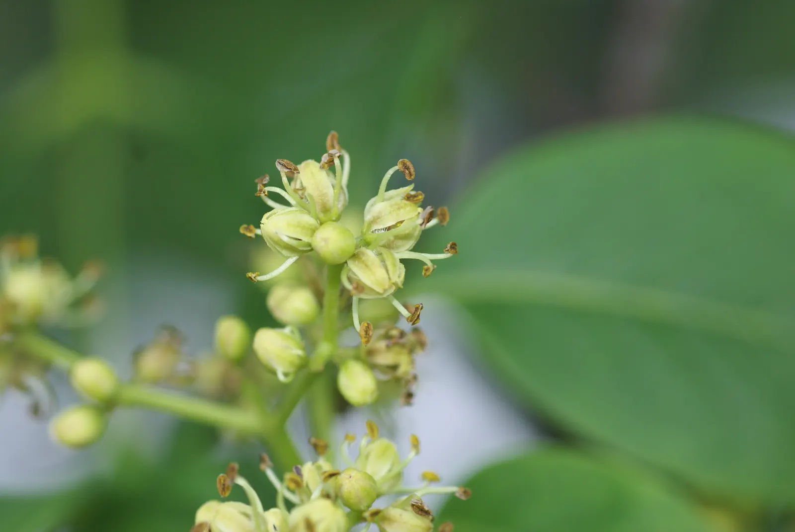 Amur Cork Tree (Phellodendron Amurense) — and it can withstand brief periods of drought once established; it's also relatively resistant to pests and