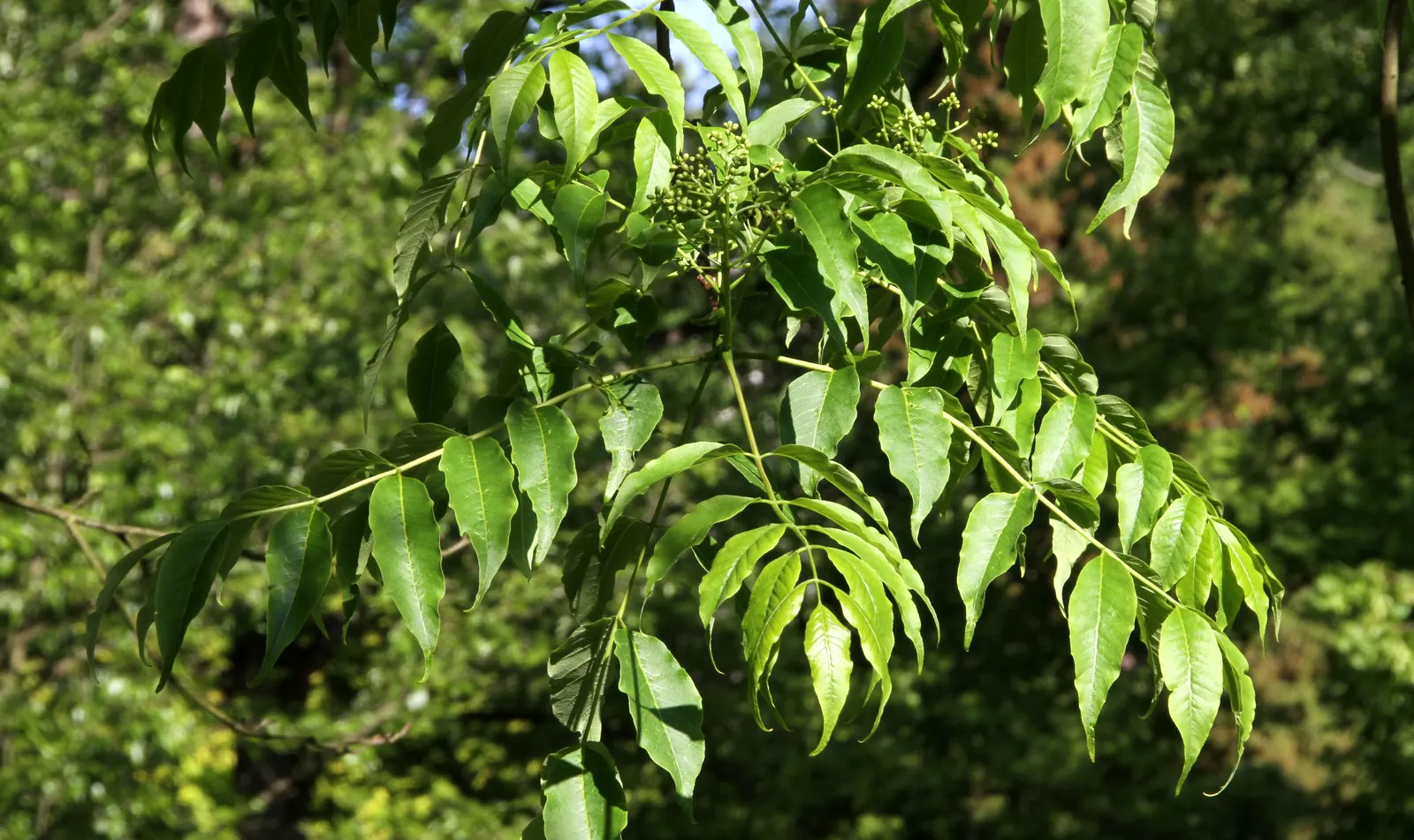 Amur Cork Tree (Phellodendron Amurense) — golden-yellow come autumn