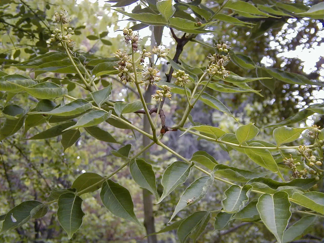 Amur Cork Tree (Phellodendron Amurense) — tolerating a wide range of soil conditions; the Amur cork tree bears compound leaves