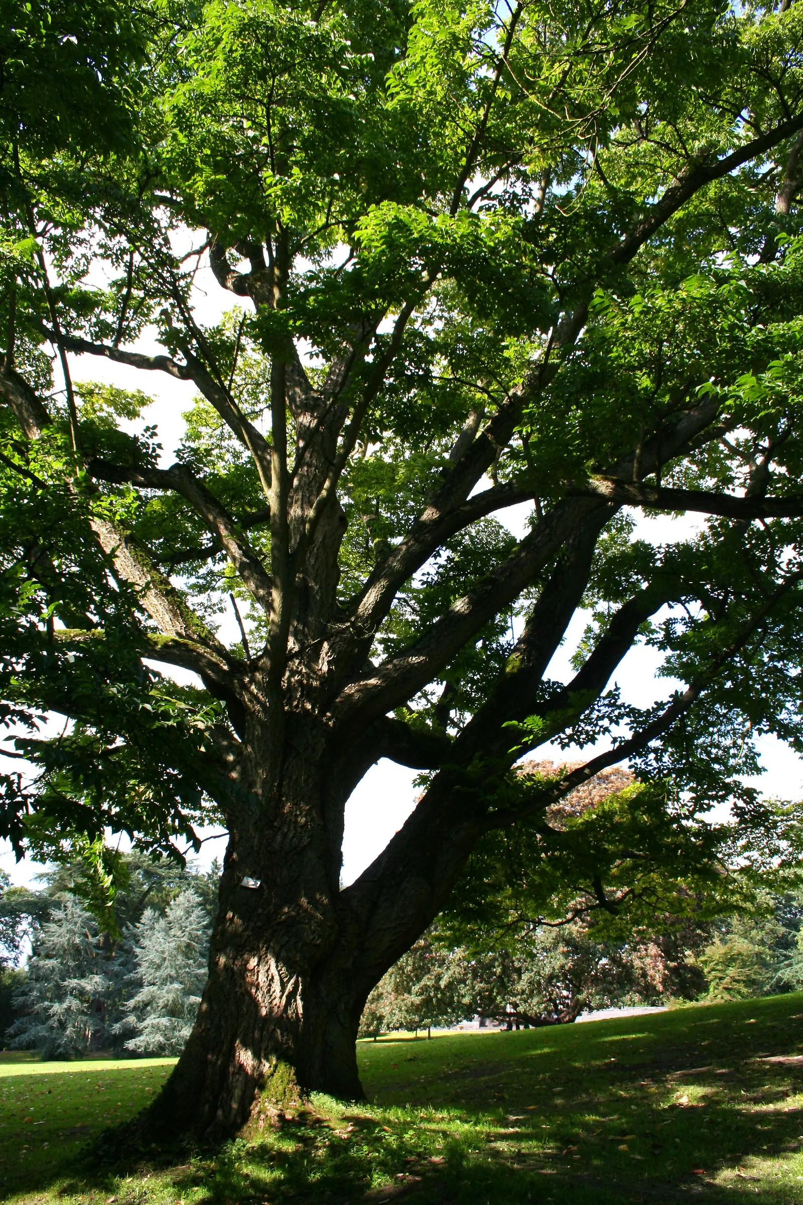 Amur Cork Tree (Phellodendron Amurense) — each up to 15 inches long, image 44