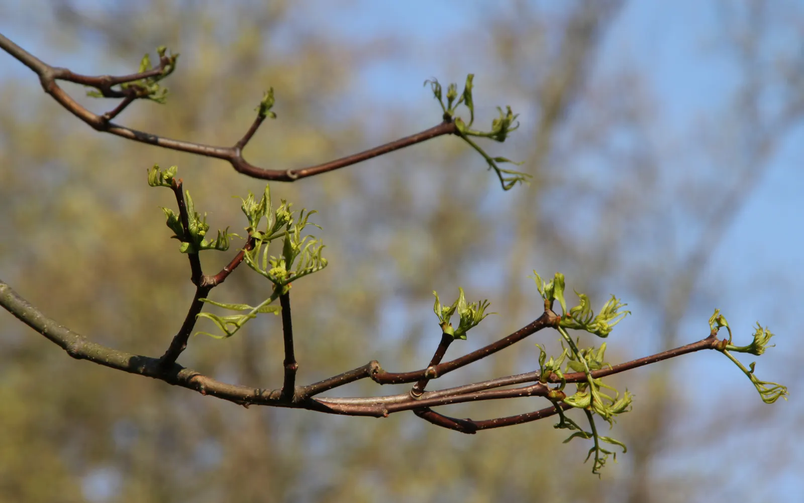 Amur Cork Tree (Phellodendron Amurense) — especially in winter after the leaves have fallen
