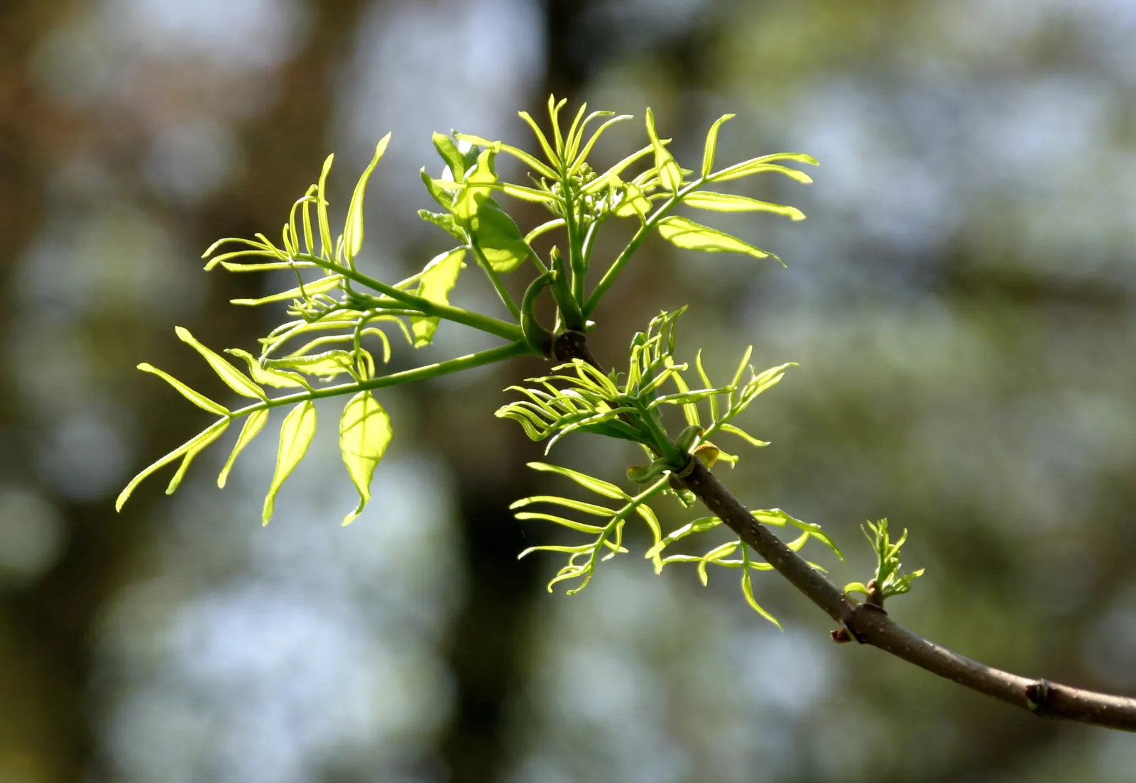 Amur Cork Tree (Phellodendron Amurense) — with separate male and female plants; is a majestic deciduous species