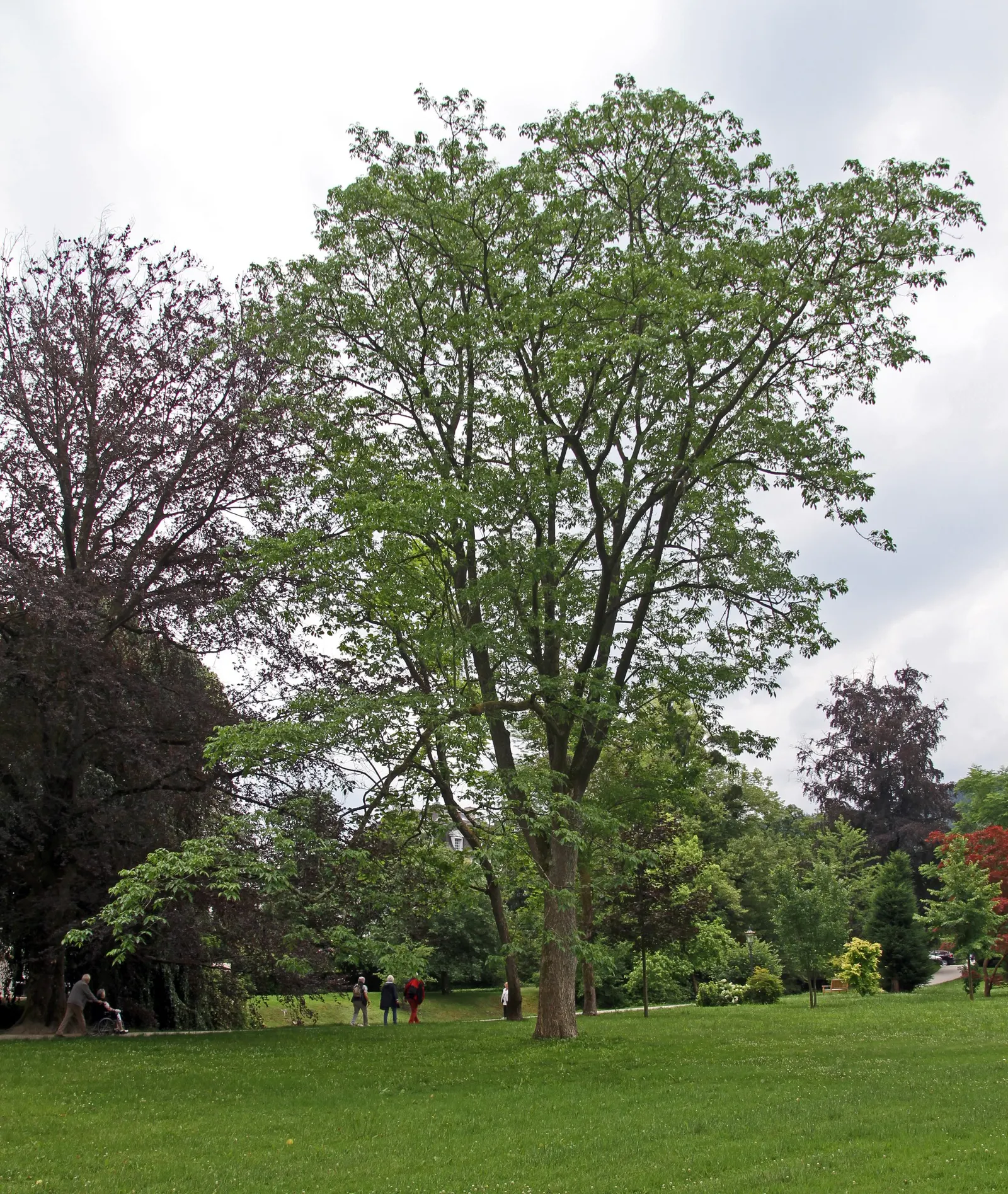 Amur Cork Tree (Phellodendron Amurense) — Caution: It's potentially invasive with prolific berry production that birds disperse; ensuring ample space for its