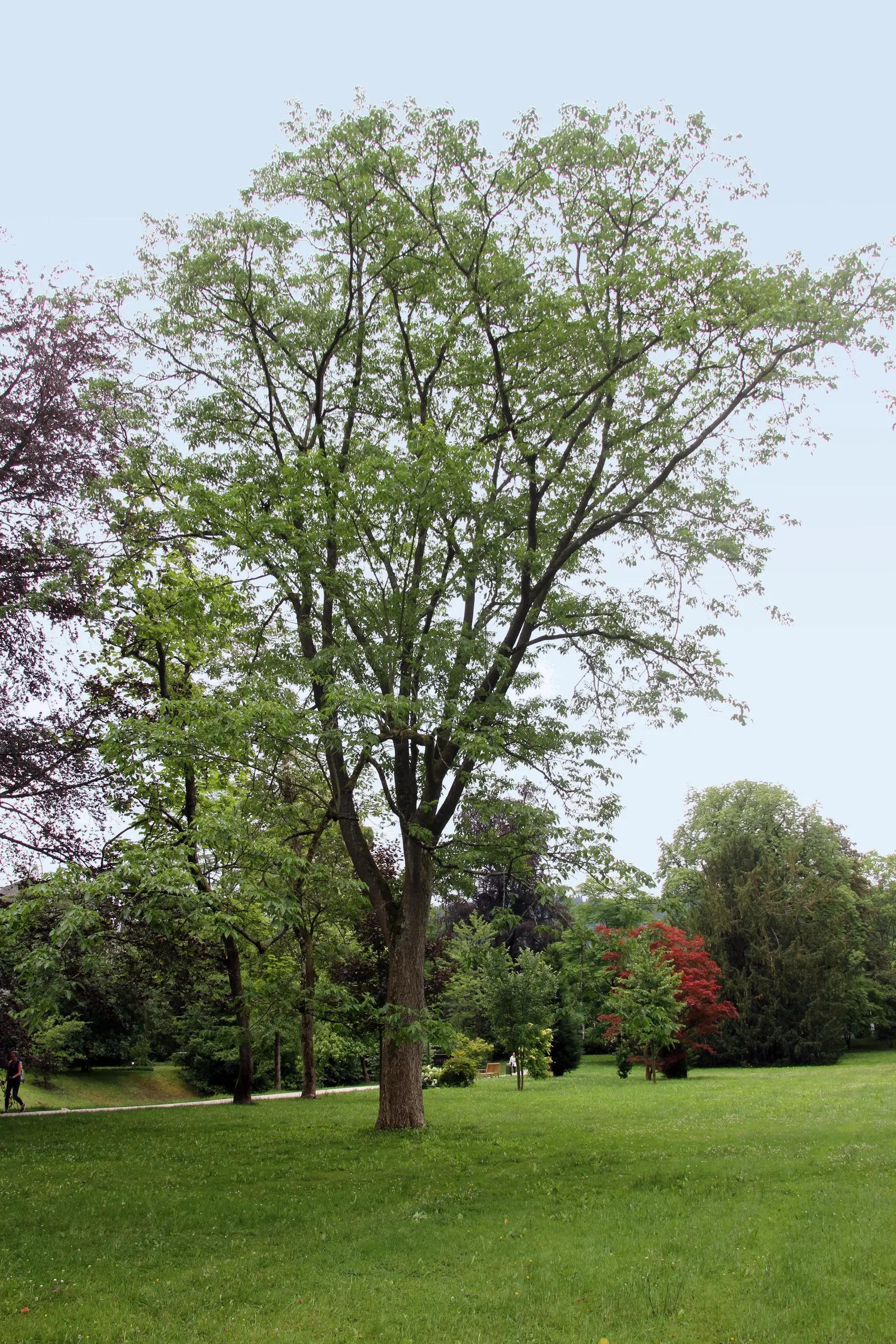 Amur Cork Tree (Phellodendron Amurense) — requiring separate male and female plants for fruit