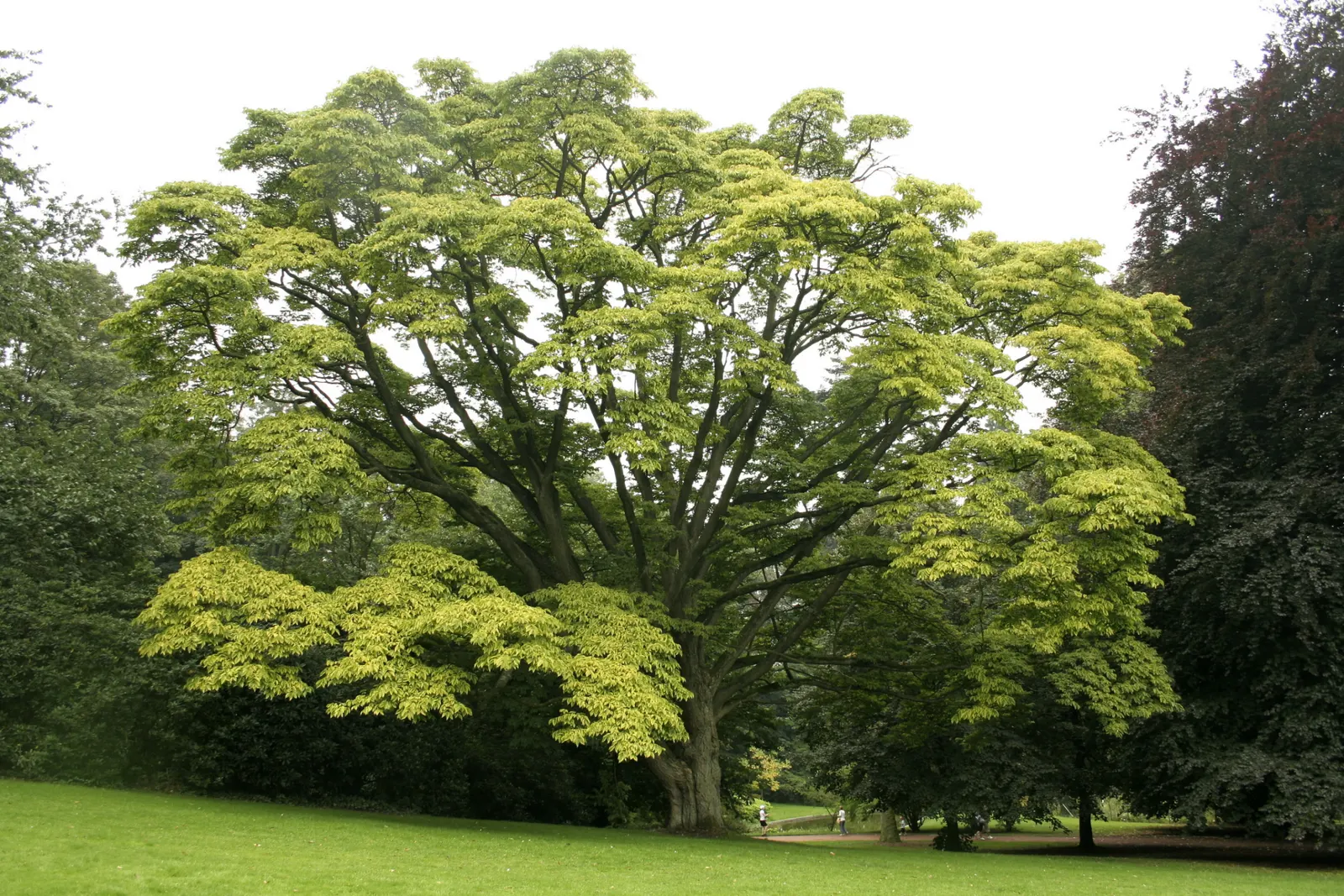 Amur Cork Tree (Phellodendron Amurense) — especially in winter after the leaves have fallen; when including the Amur cork tree in your design