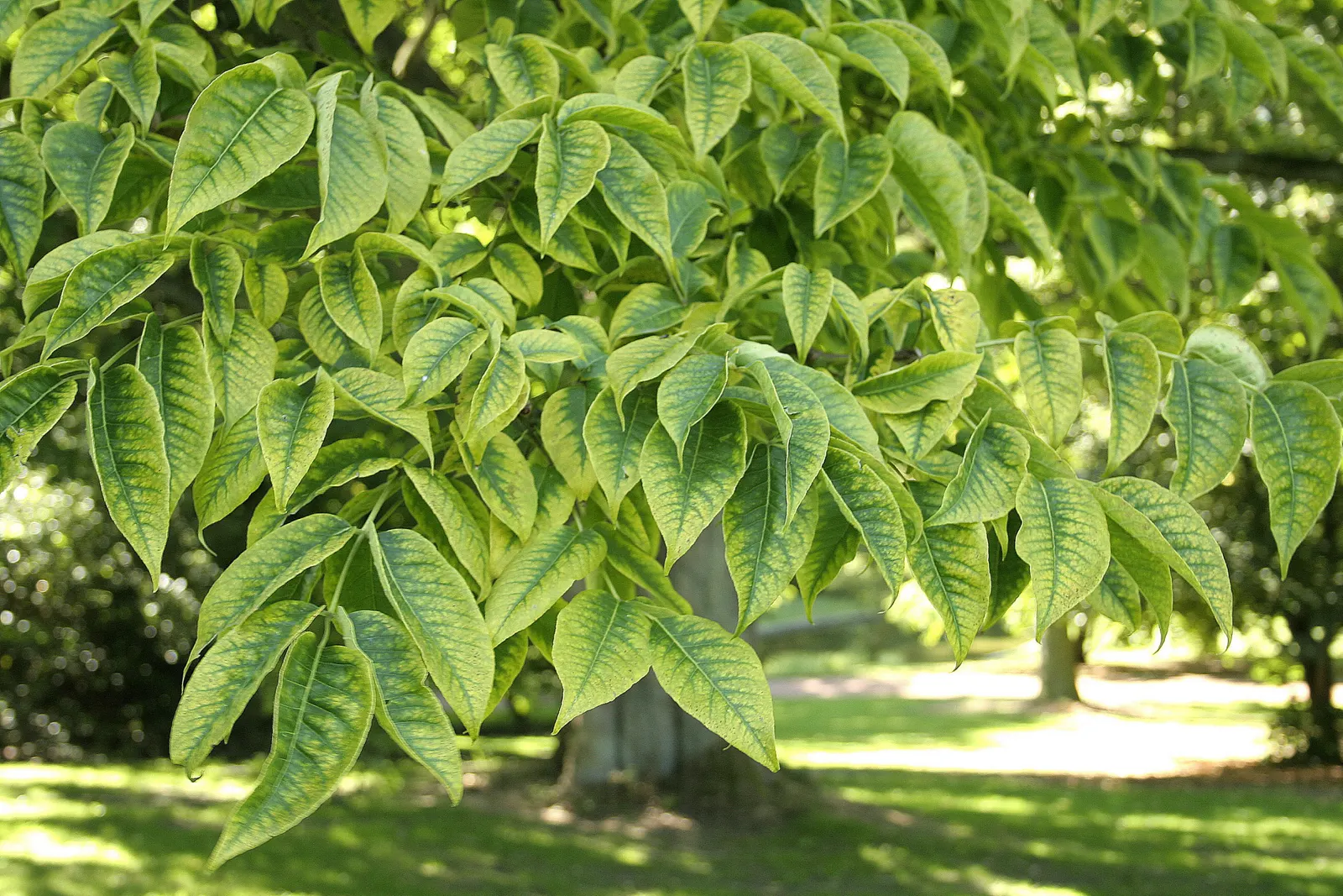 Amur Cork Tree (Phellodendron Amurense) — Phellodendron amurense is a hardy choice
