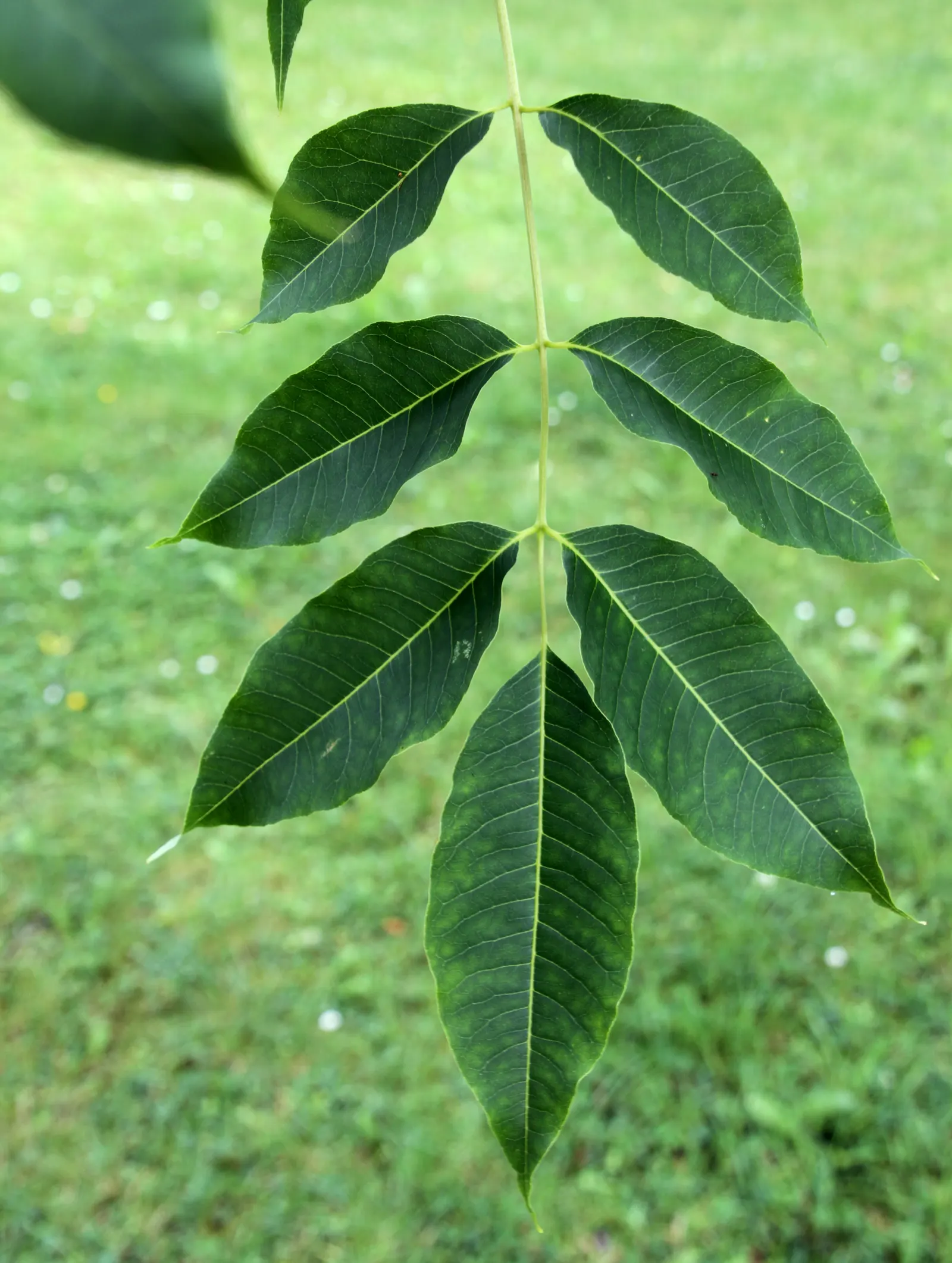 Amur Cork Tree (Phellodendron Amurense) — offering unique textural interest throughout the year