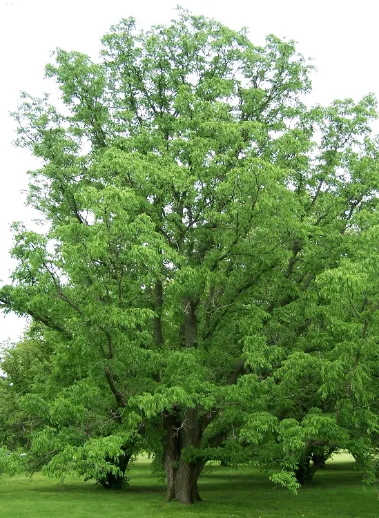 Amur Cork Tree (Phellodendron Amurense) — Mature specimens reach heights of 35 to 45 feet with a canopy stretching 20 to 30 feet wide