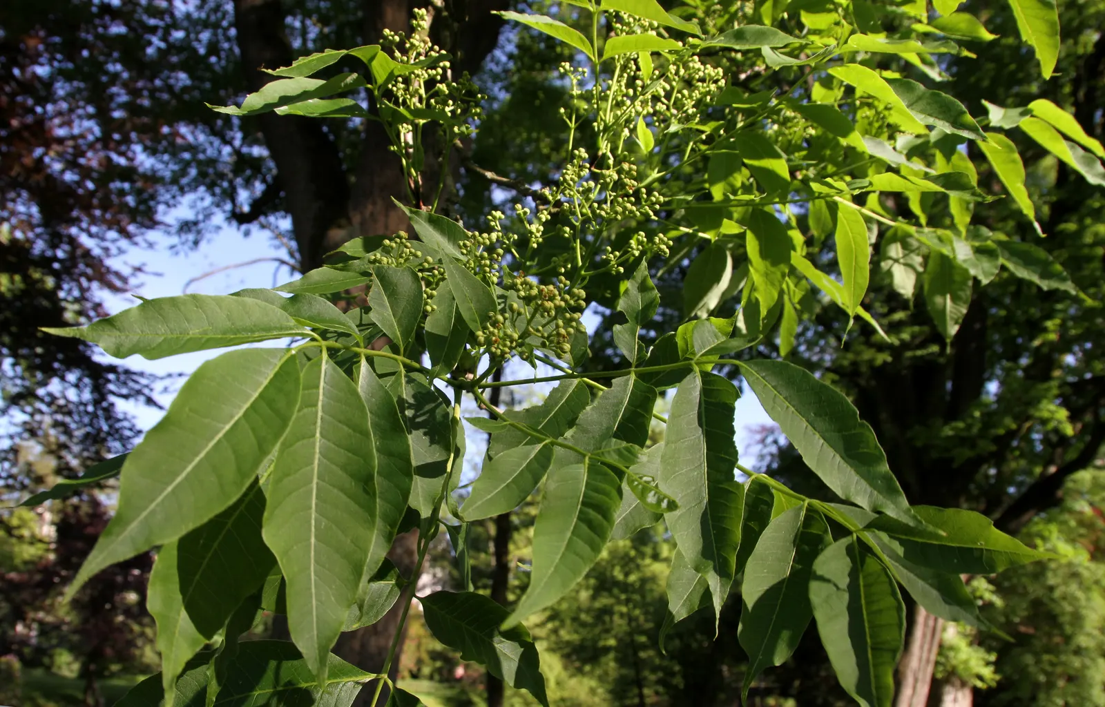Amur Cork Tree (Phellodendron Amurense) — celebrated for its ornamental qualities and adaptability in various landscape designs; providing striking seasonal