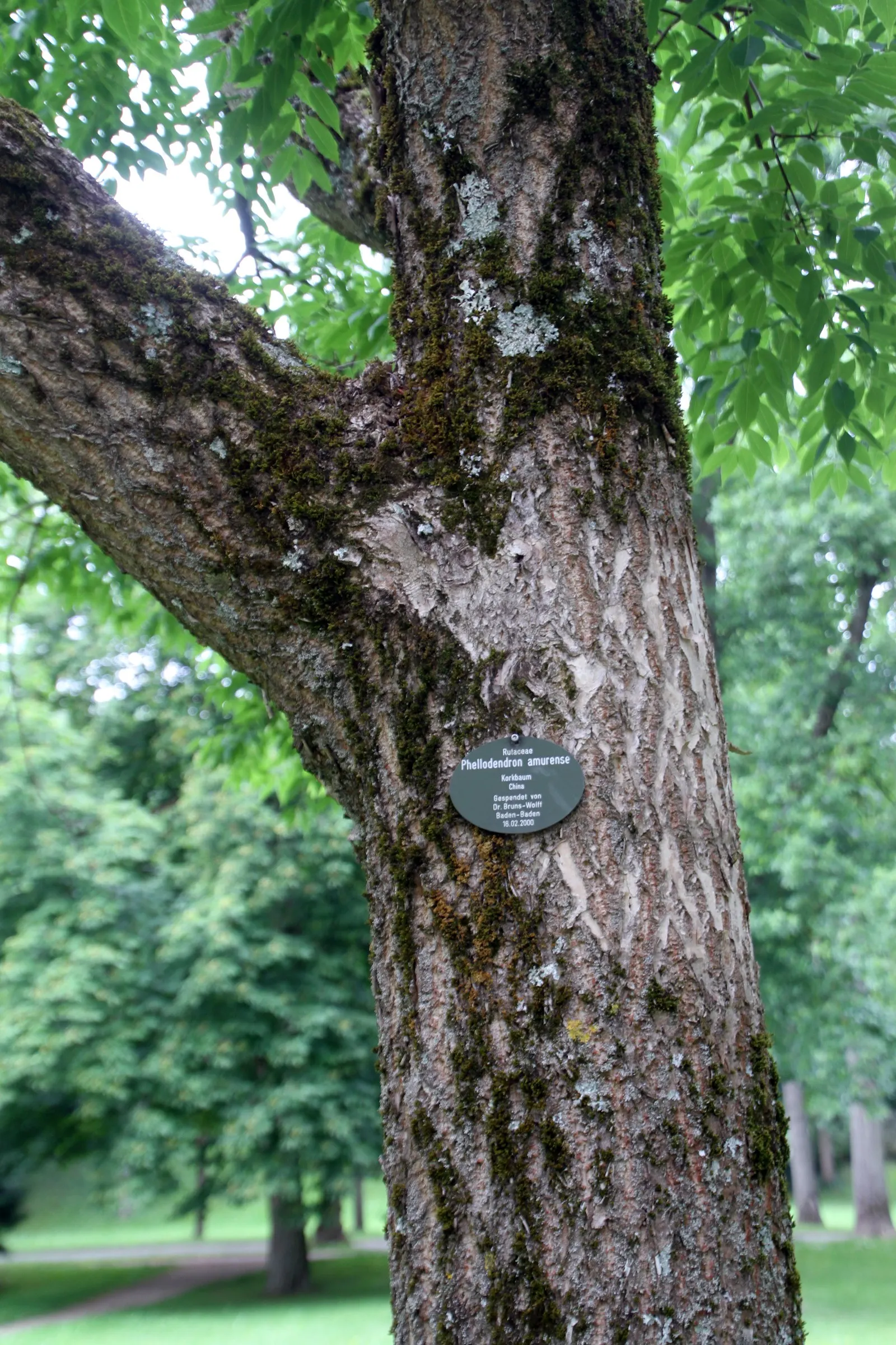 Amur Cork Tree (Phellodendron Amurense) — In the spring to early summer; valued for its ornamental appeal