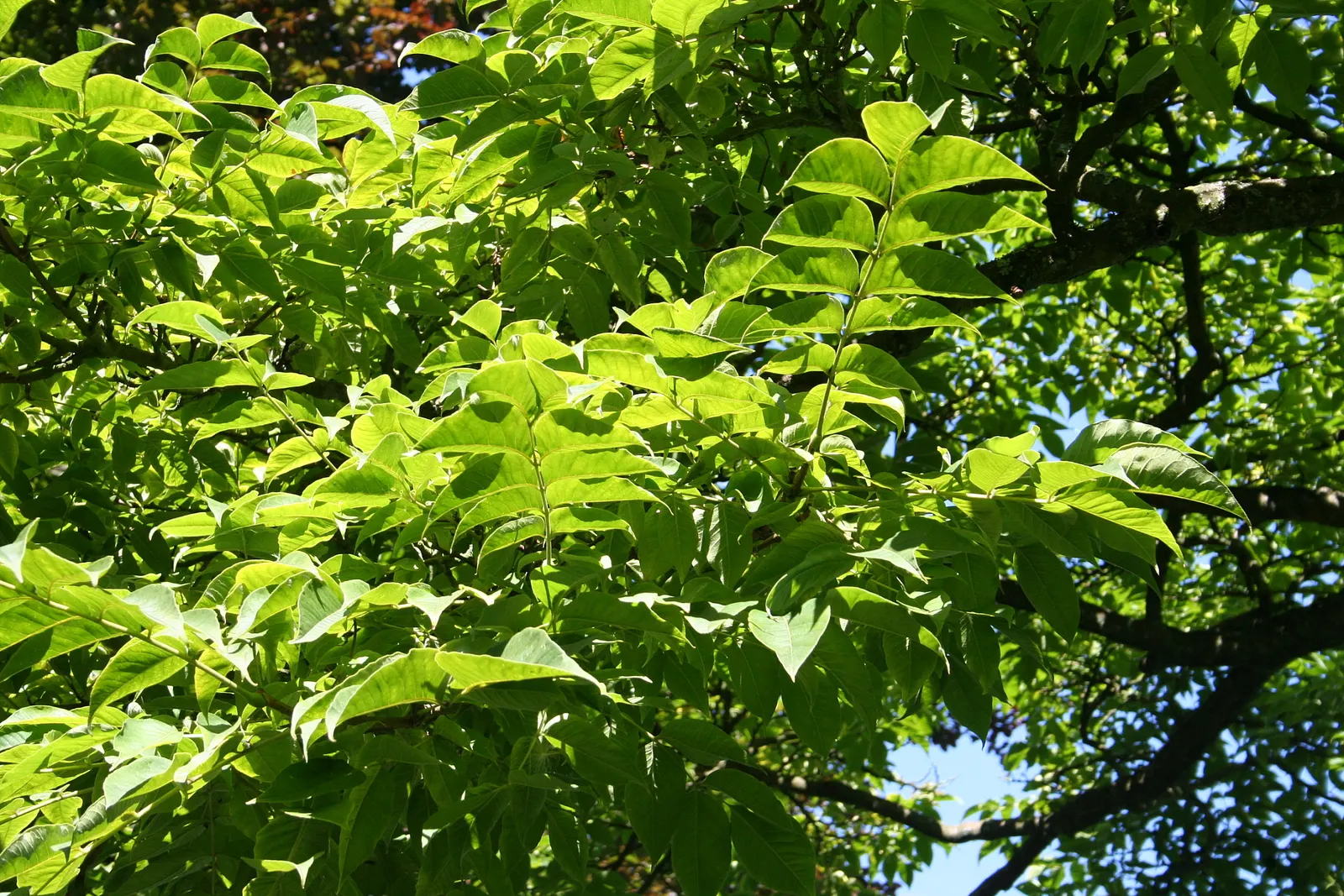 Amur Cork Tree (Phellodendron Amurense) — lending a broadly-rounded; corky bark and compound leaves turning vibrant yellow in fall