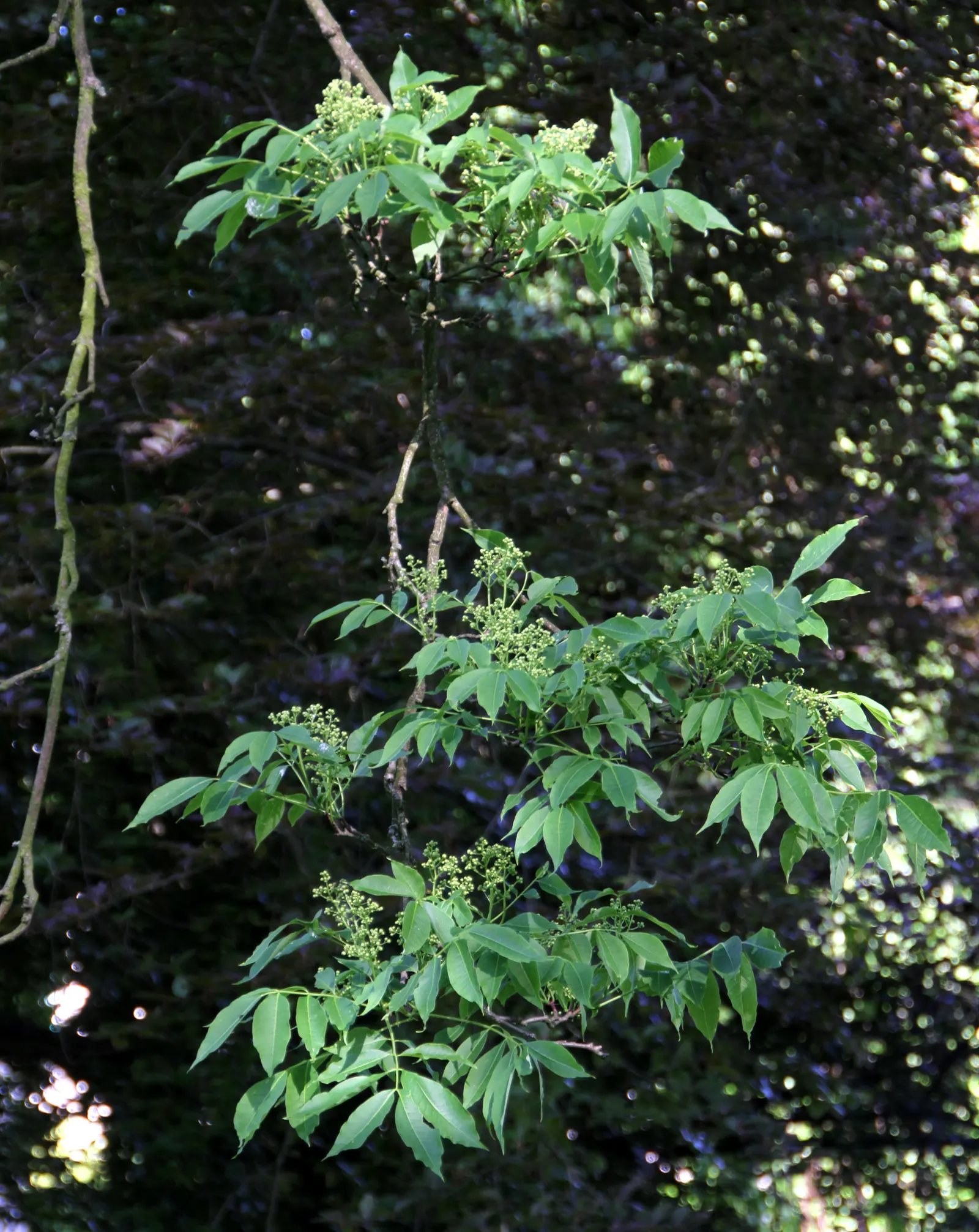 Amur Cork Tree (Phellodendron Amurense) — is a majestic deciduous species