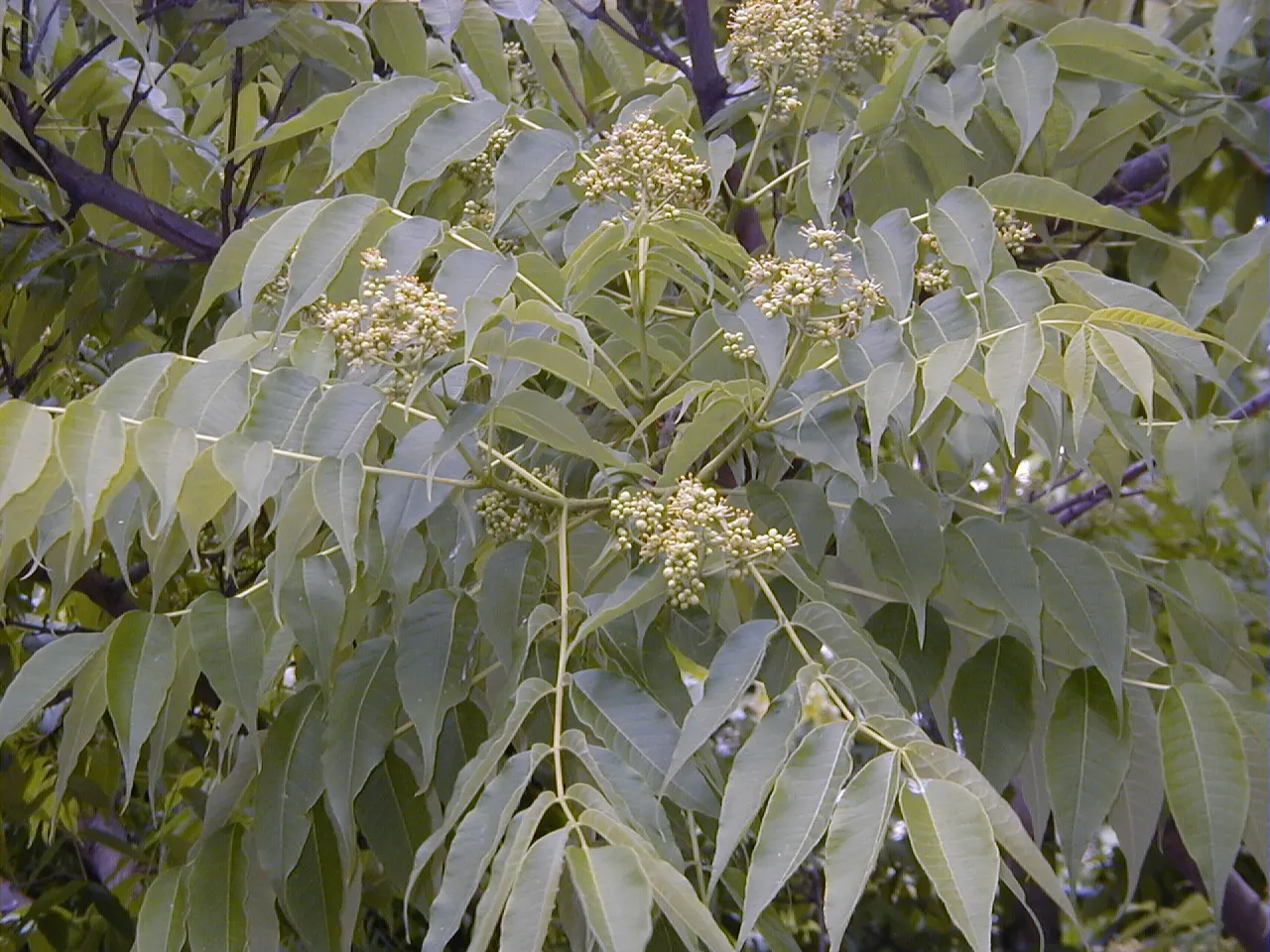 Amur Cork Tree (Phellodendron Amurense) — requiring separate male and female plants for fruit; prefers full sun to partial shade in well-drained soils